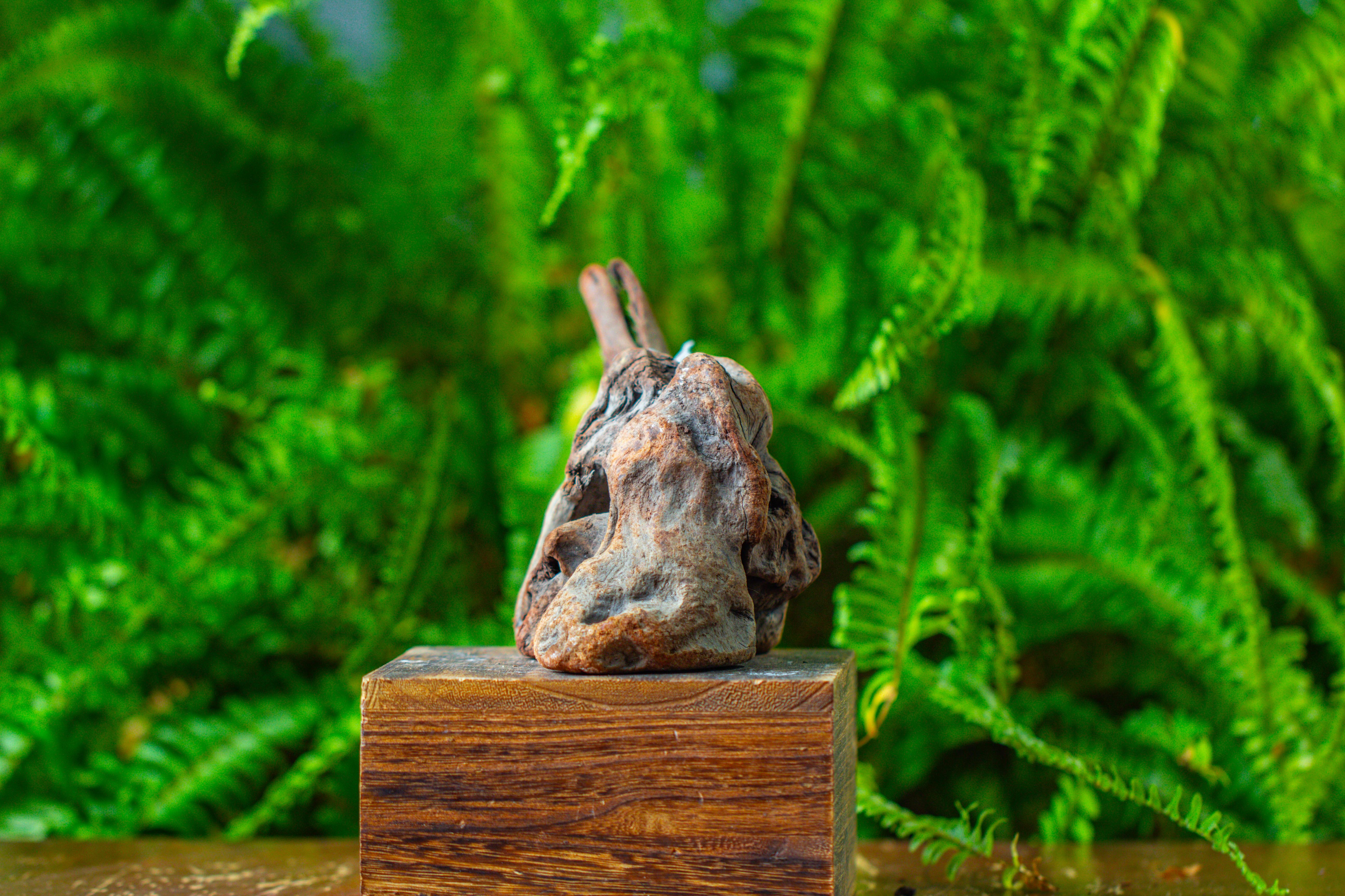 driftwood for moss terrarium, miniature, micro landscape,TS002 - NCYPgarden