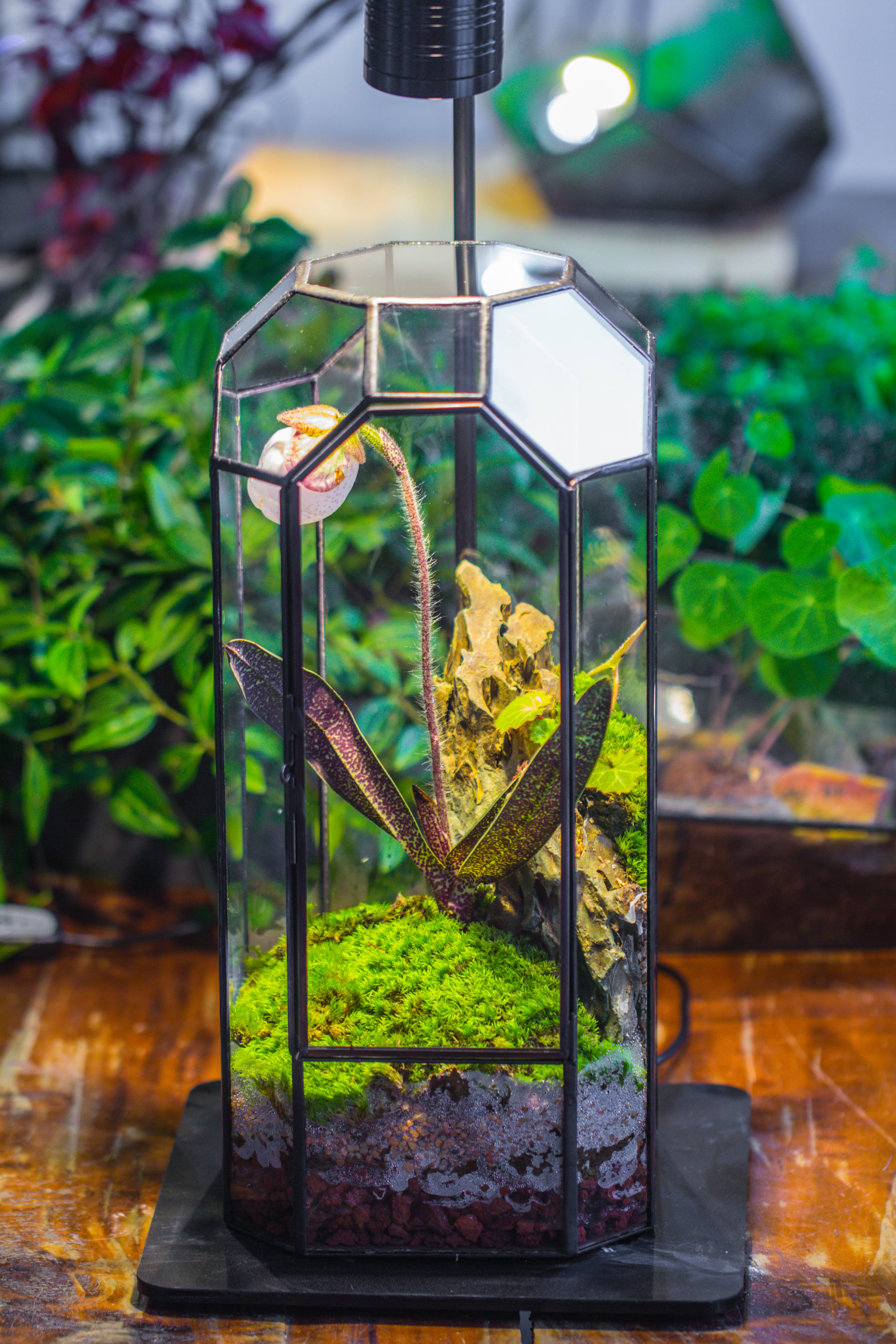 Vintage Tall Octagon Geometric Tin Glass Terrarium , 12.6" , close, suitable for tall plants, orchid, small begonia Pitcher, Micro landscape    -with warm light set - NCYPgarden