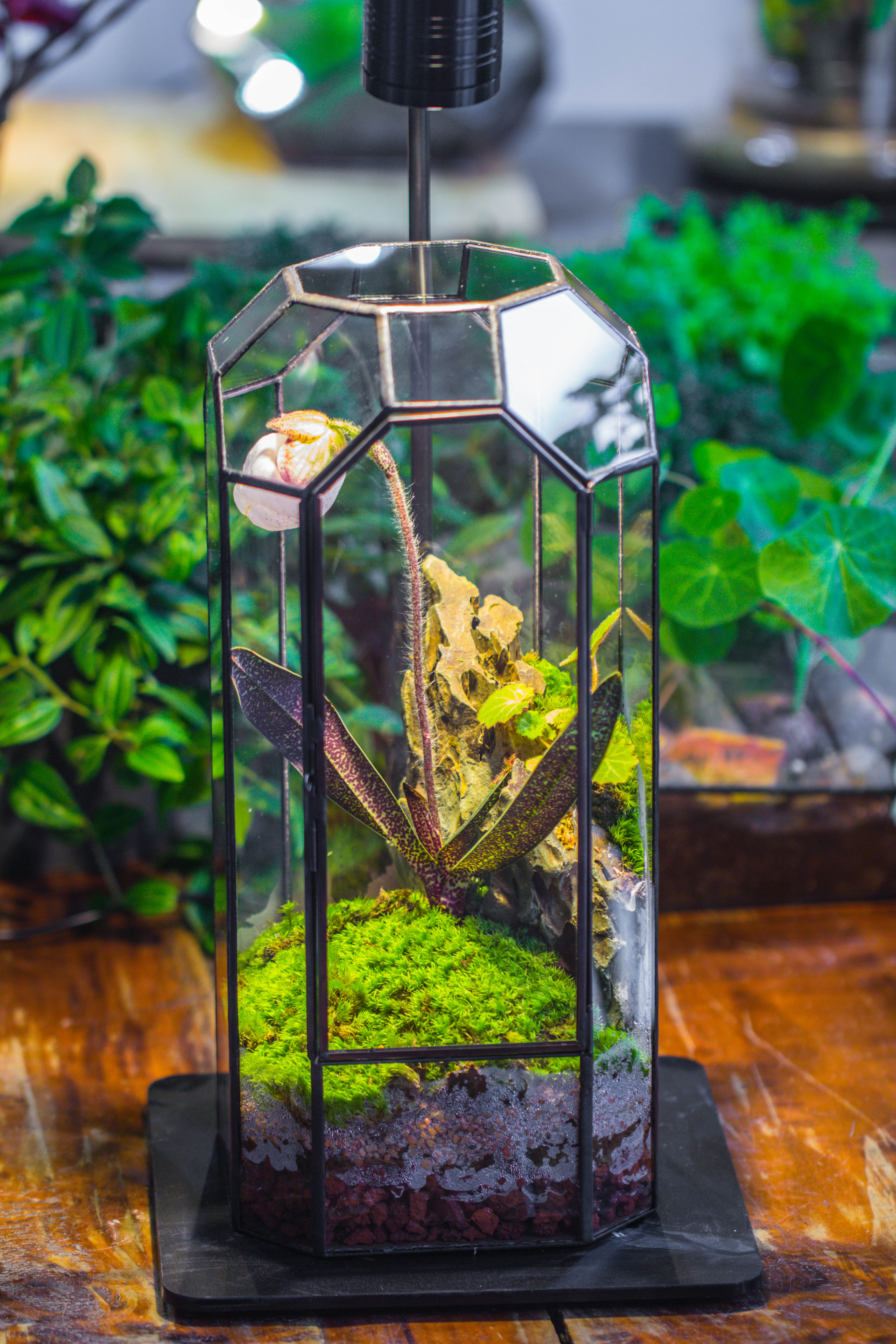Vintage Tall Octagon Geometric Tin Glass Terrarium , 12.6" , close, suitable for tall plants, orchid, small begonia Pitcher, Micro landscape    -with warm light set - NCYPgarden