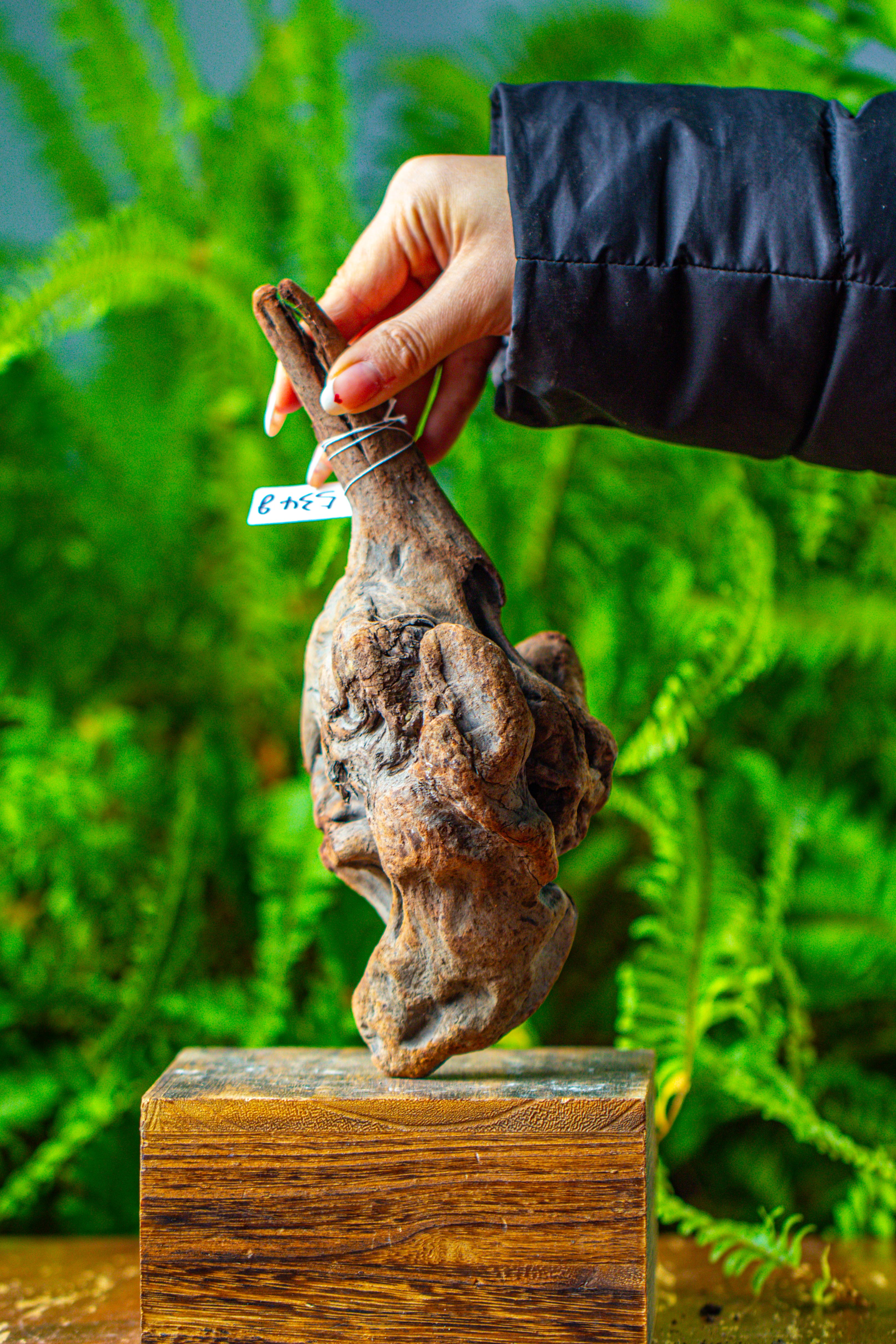 driftwood for moss terrarium, miniature, micro landscape,TS002 - NCYPgarden