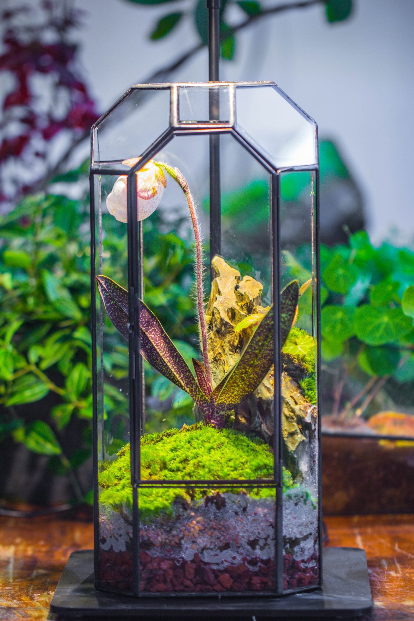 Vintage Tall Octagon Geometric Tin Glass Terrarium , 12.6" , close, suitable for tall plants, orchid, small begonia Pitcher, Micro landscape PG05B2 - NCYPgarden