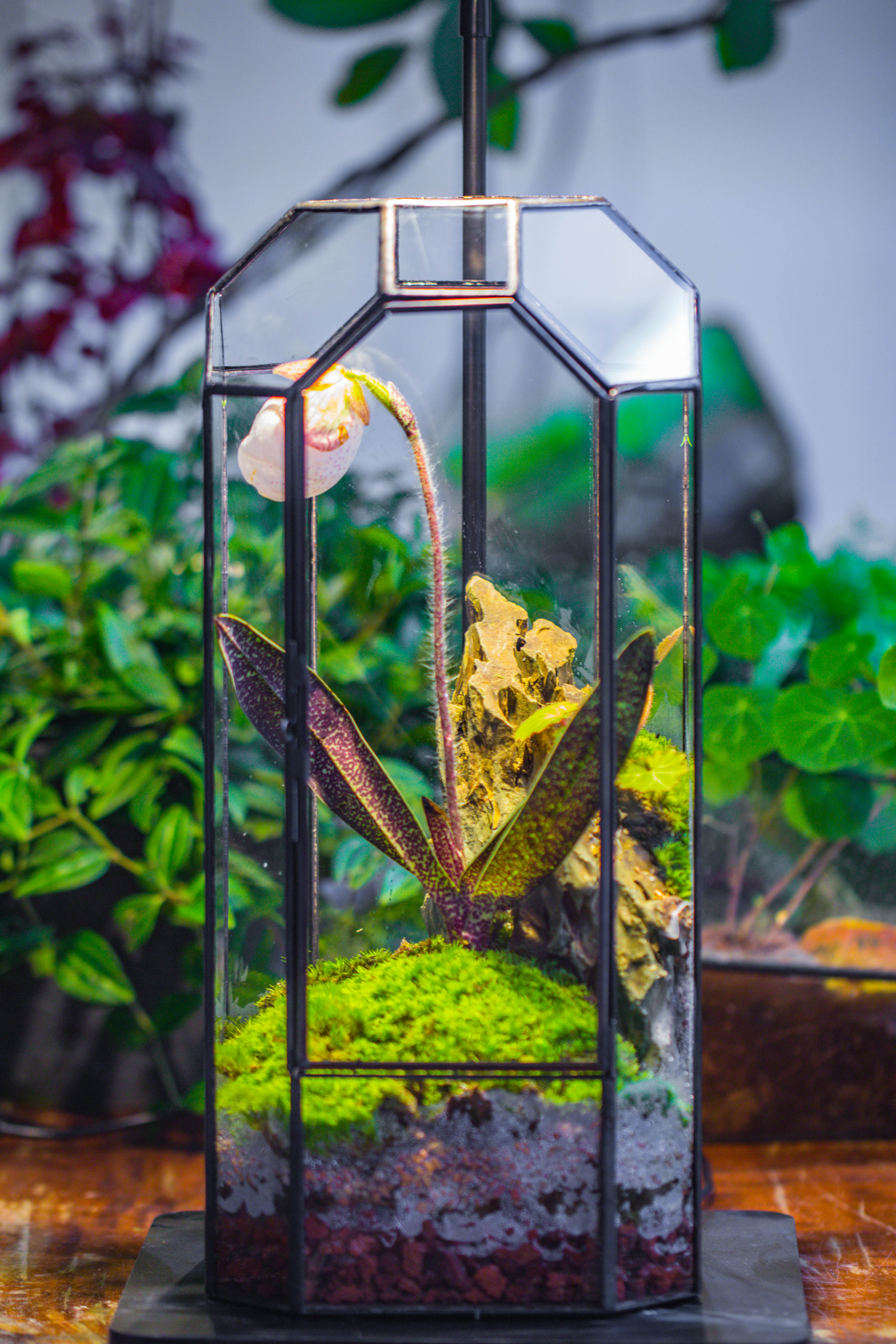 Vintage Tall Octagon Geometric Tin Glass Terrarium , 12.6" , close, suitable for tall plants, orchid, small begonia Pitcher, Micro landscape    -with warm light set - NCYPgarden