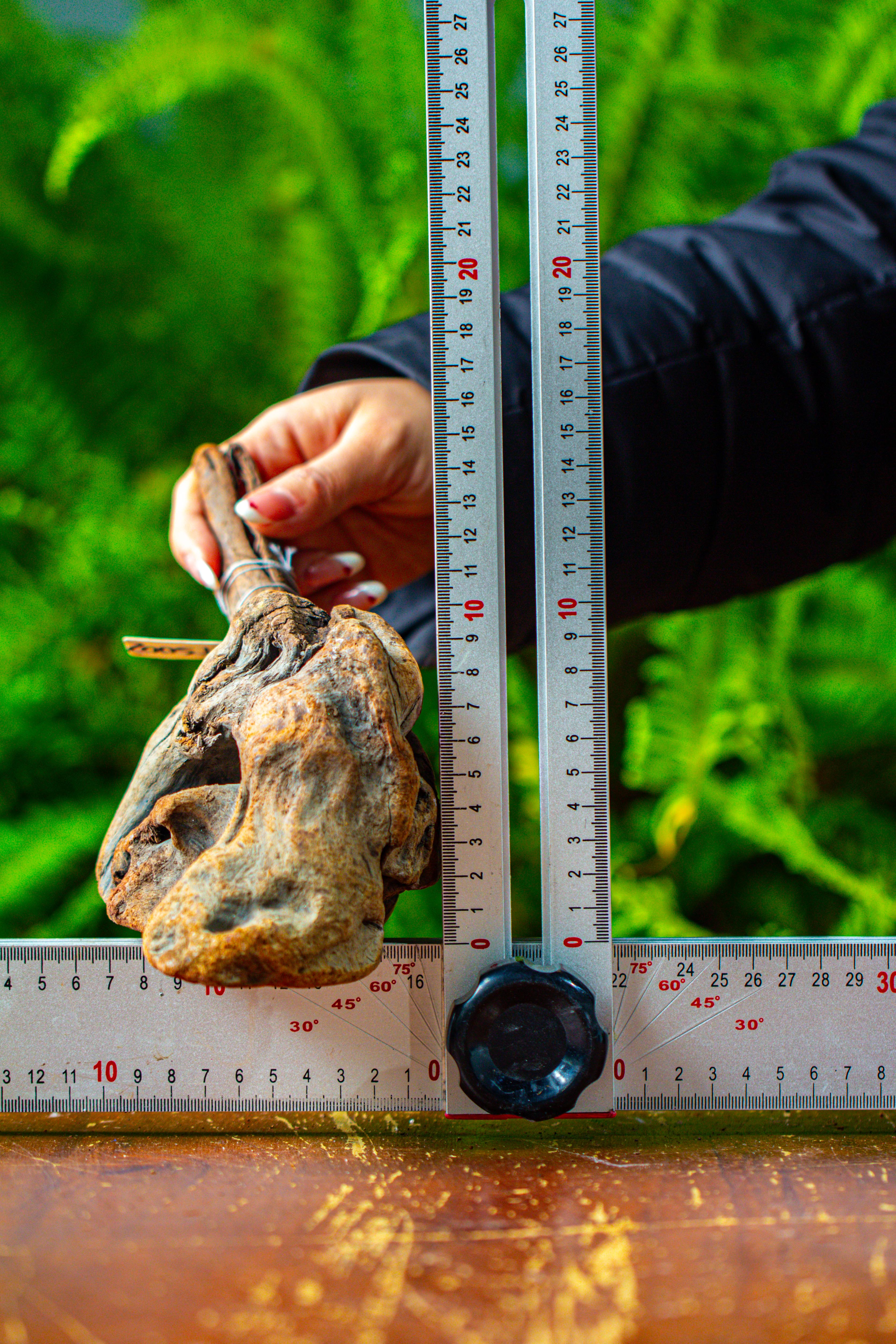 driftwood for moss terrarium, miniature, micro landscape,TS002 - NCYPgarden