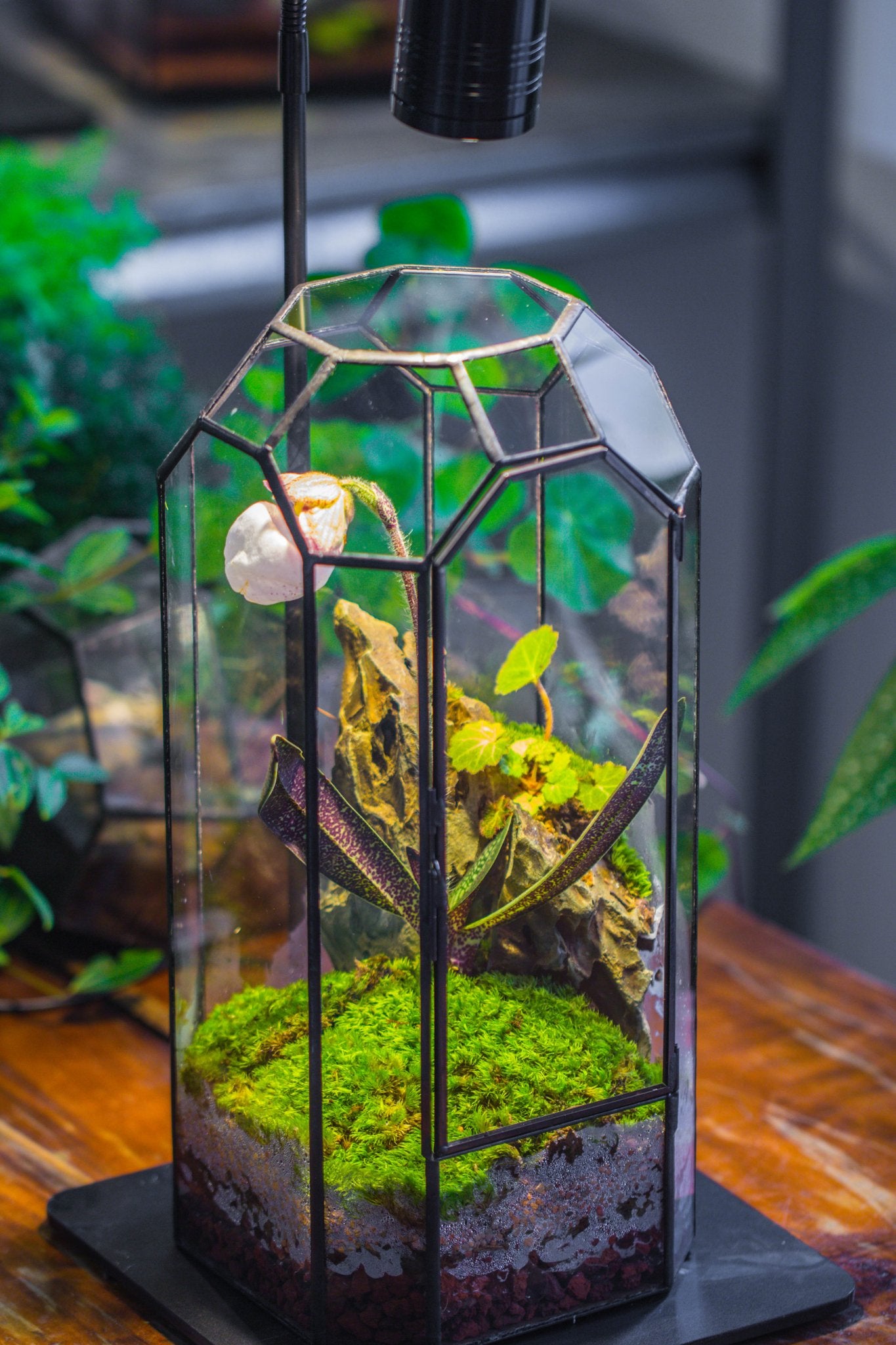 Vintage Tall Octagon Geometric Tin Glass Terrarium , 12.6" , close, suitable for tall plants, orchid, small begonia Pitcher, Micro landscape PG05B2 - NCYPgarden