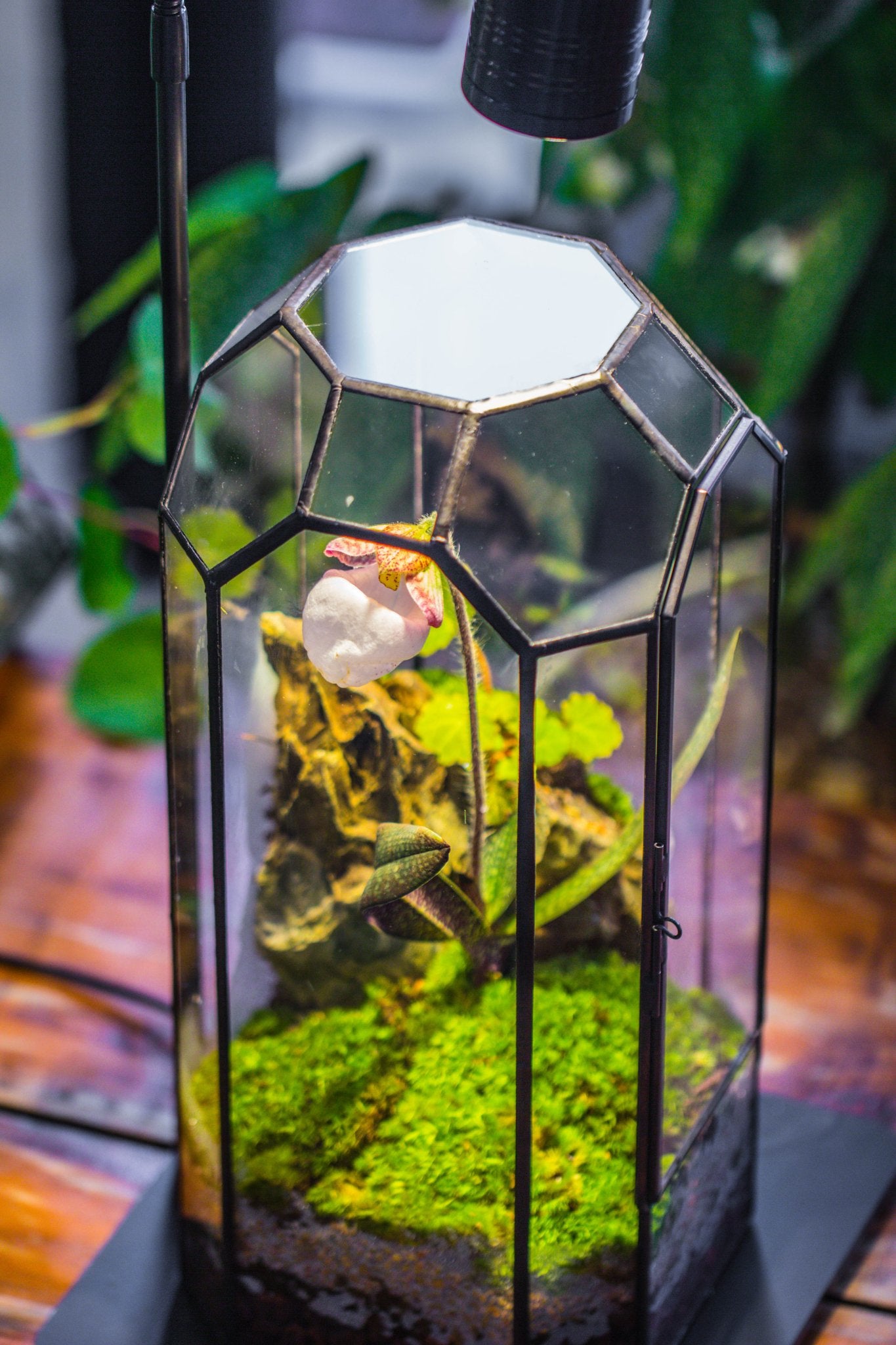 Vintage Tall Octagon Geometric Tin Glass Terrarium , 12.6" , close, suitable for tall plants, orchid, small begonia Pitcher, Micro landscape PG05B2 - NCYPgarden