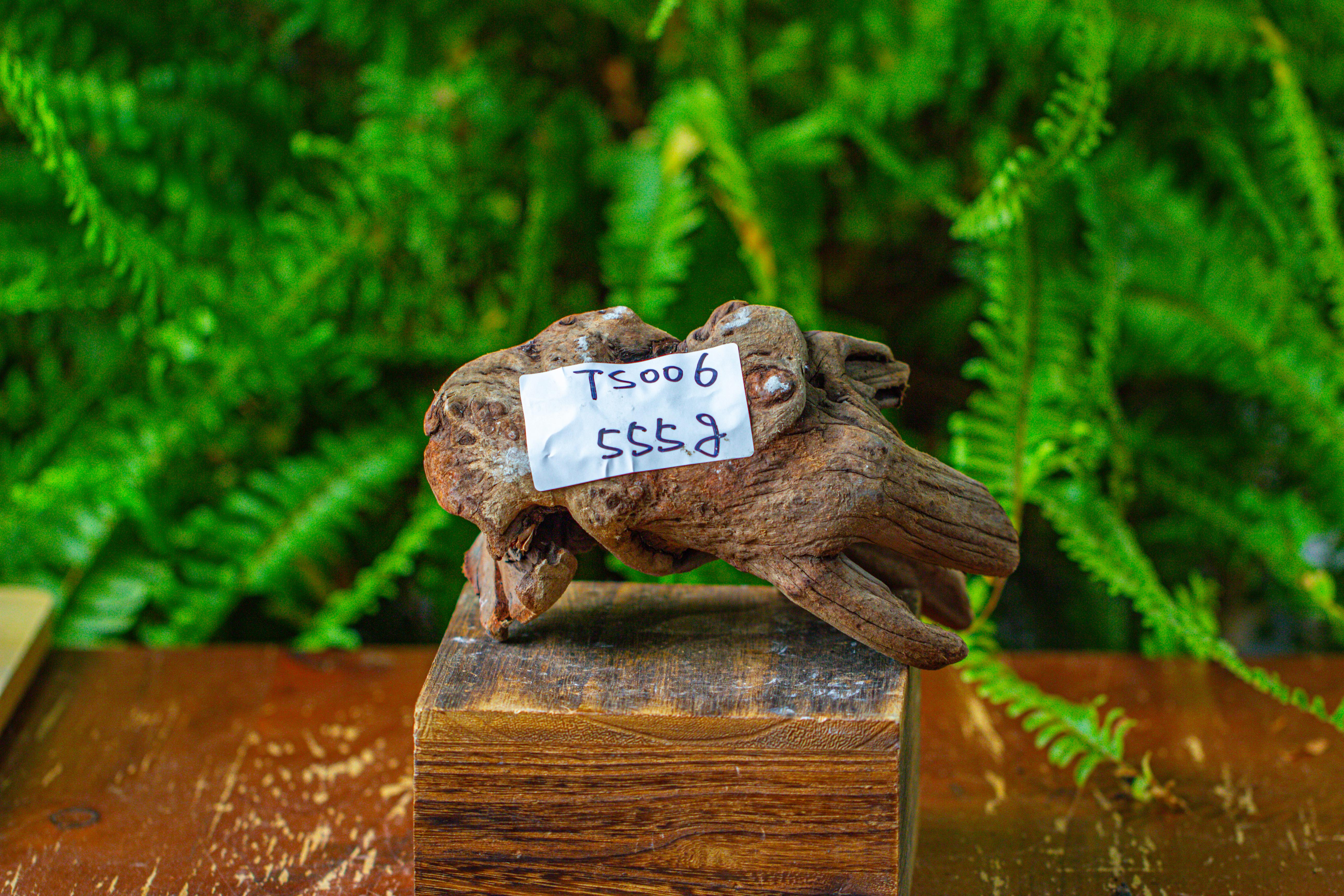 driftwood for moss terrarium, miniature, micro landscape,TS006 - NCYPgarden