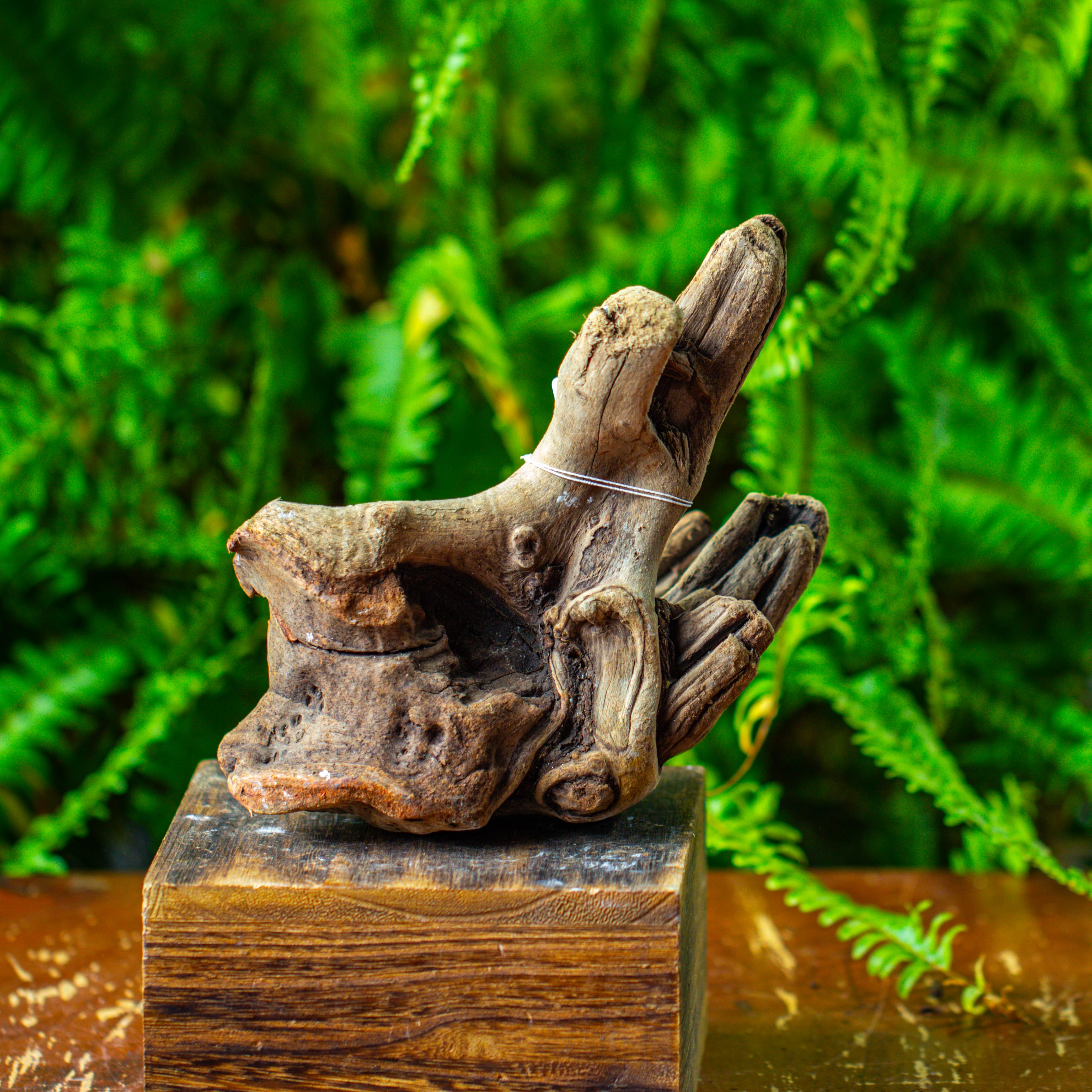 driftwood for moss terrarium, miniature, micro landscape,TS006 - NCYPgarden