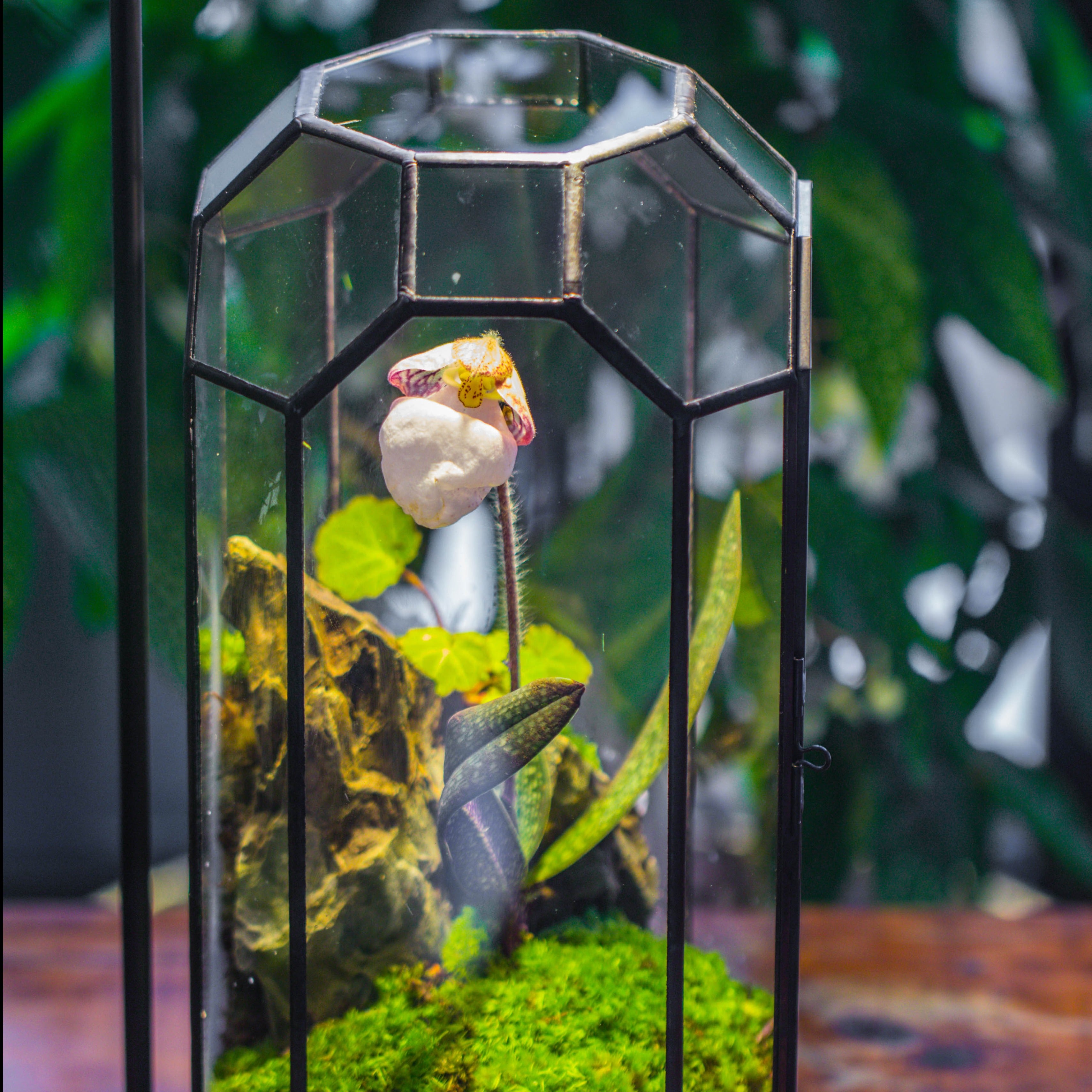 Vintage Tall Octagon Geometric Tin Glass Terrarium , 12.6" , close, suitable for tall plants, orchid, small begonia Pitcher, Micro landscape    -with warm light set - NCYPgarden