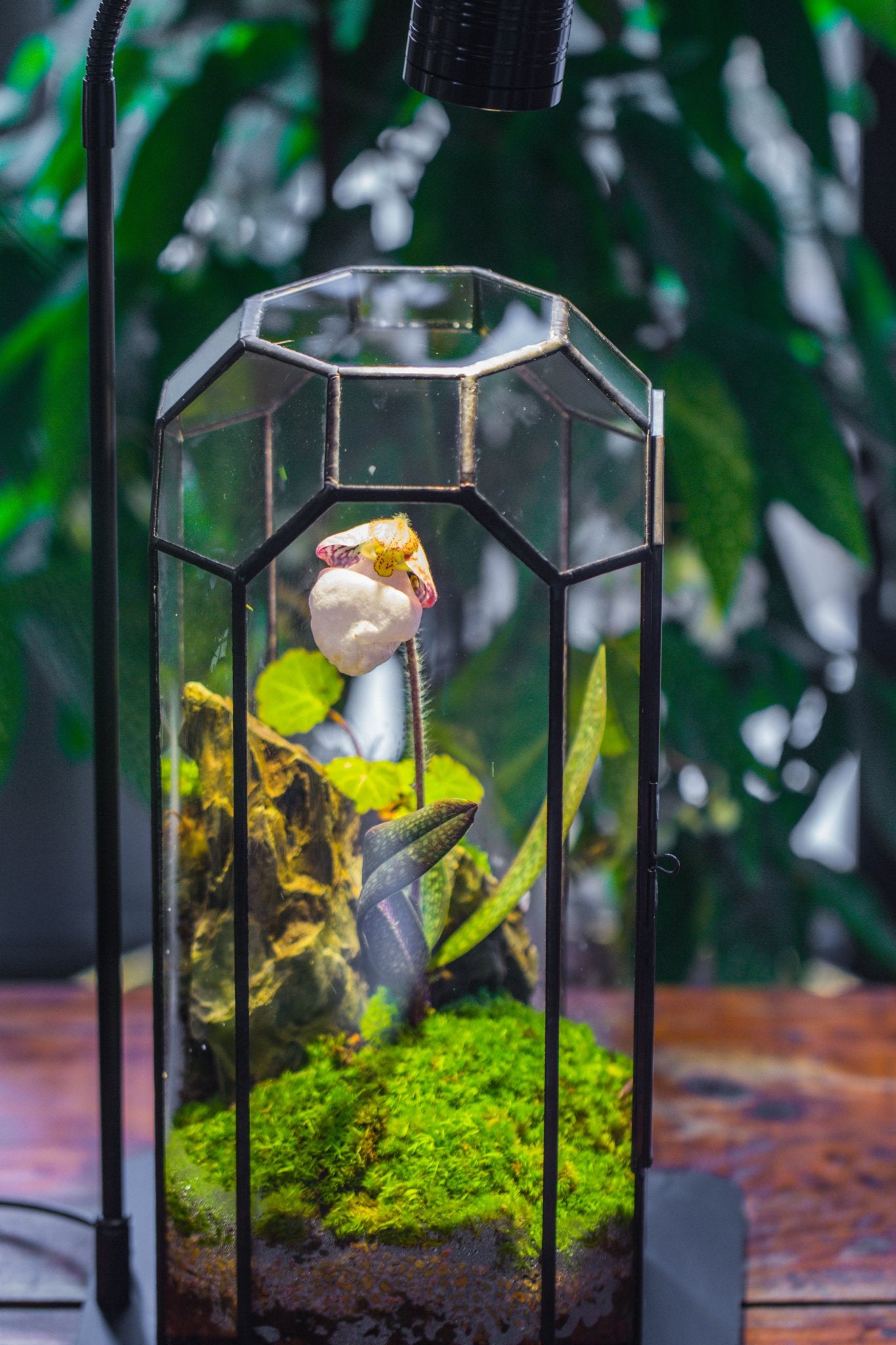 Vintage Tall Octagon Geometric Tin Glass Terrarium , 12.6" , close, suitable for tall plants, orchid, small begonia Pitcher, Micro landscape PG05B2 - NCYPgarden