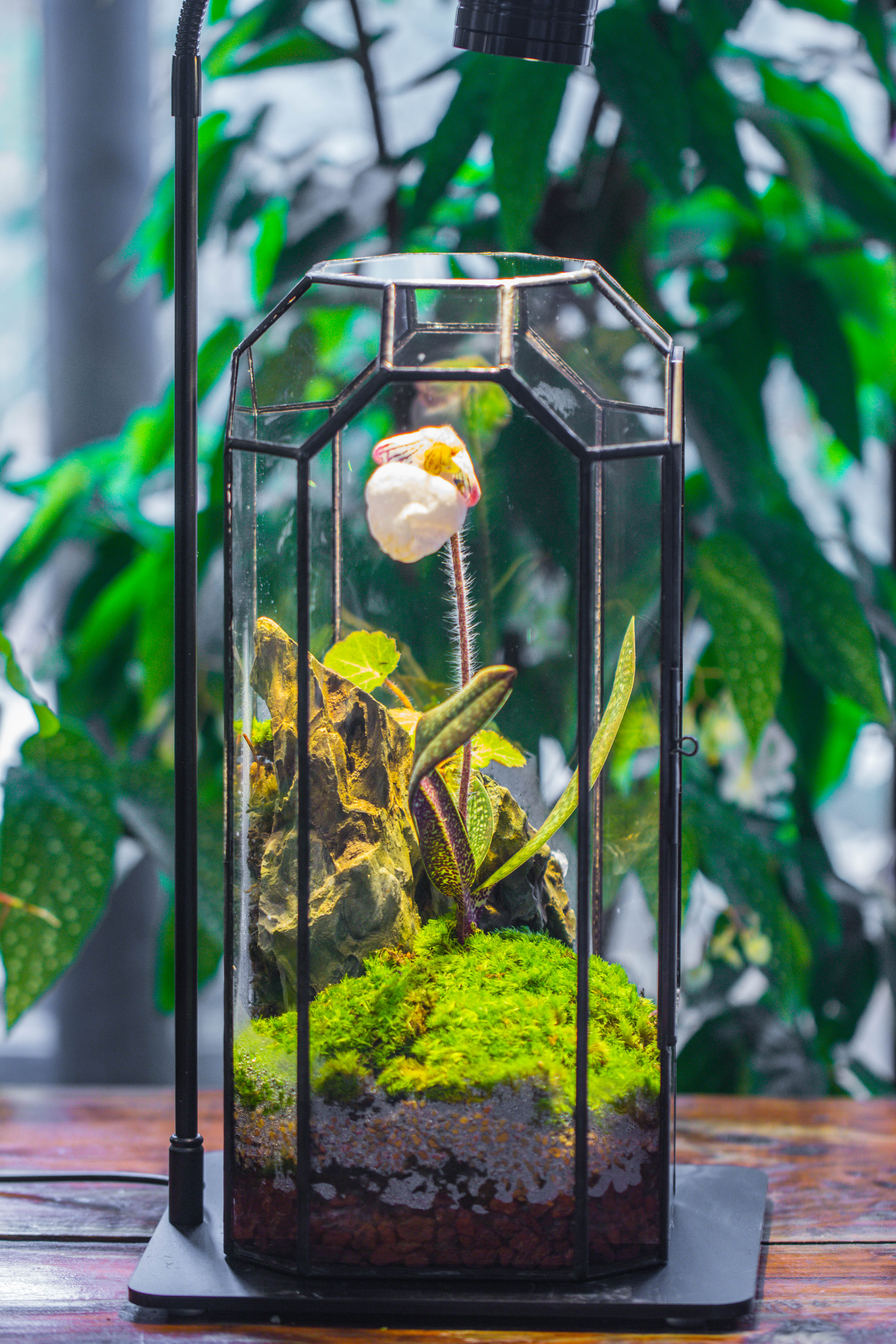Vintage Tall Octagon Geometric Tin Glass Terrarium , 12.6" , close, suitable for tall plants, orchid, small begonia Pitcher, Micro landscape    -with warm light set - NCYPgarden