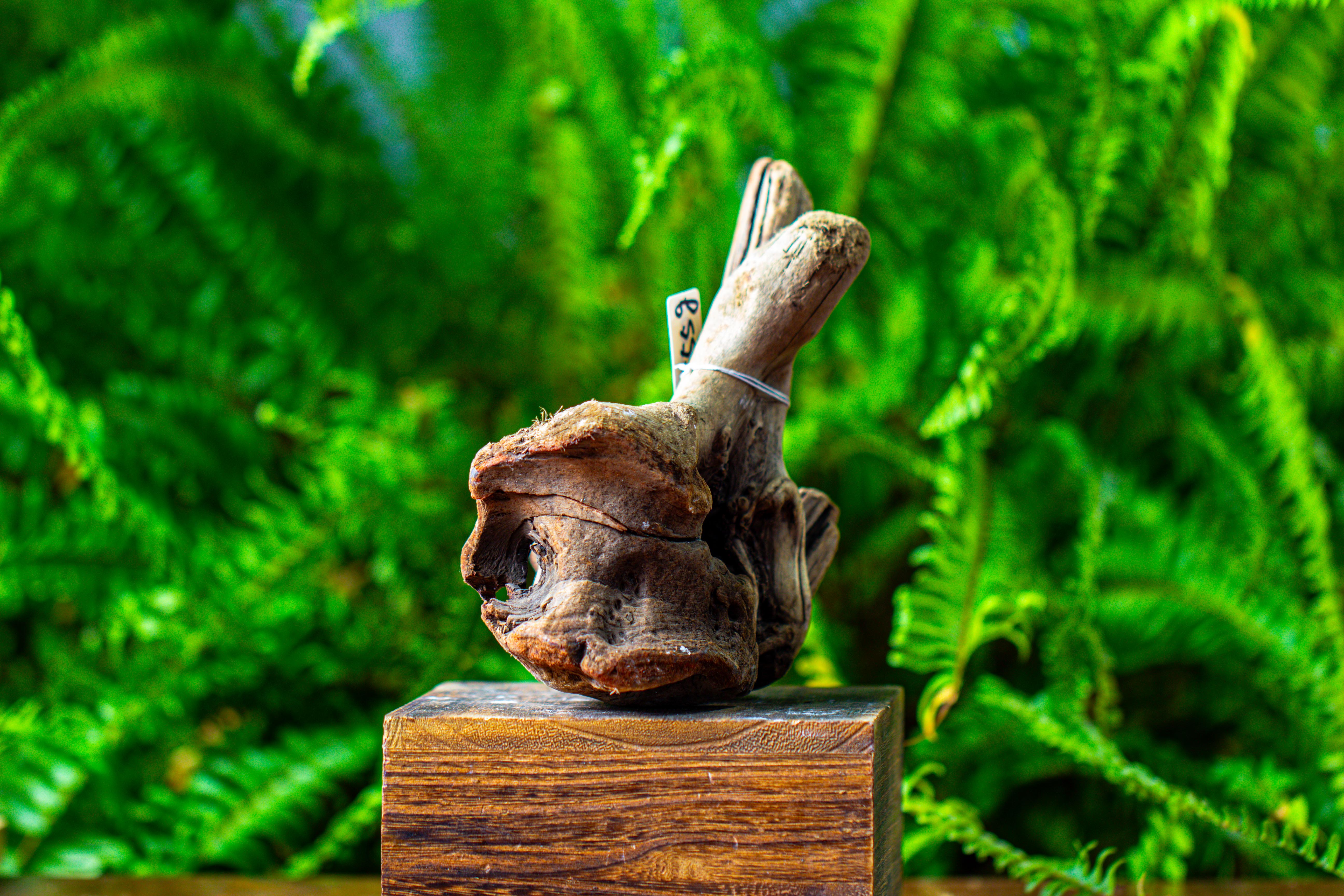 driftwood for moss terrarium, miniature, micro landscape,TS006 - NCYPgarden