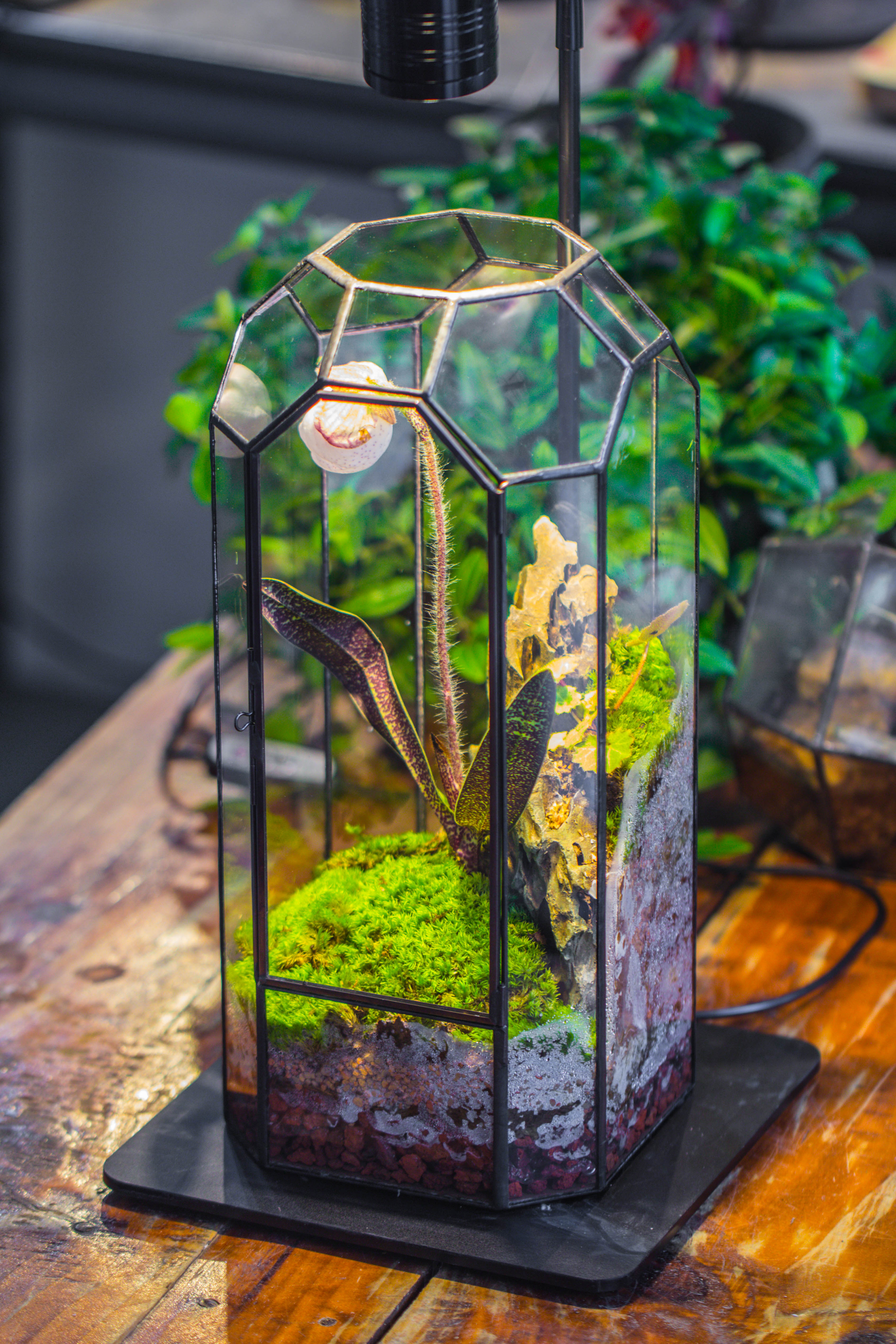 Vintage Tall Octagon Geometric Tin Glass Terrarium , 12.6" , close, suitable for tall plants, orchid, small begonia Pitcher, Micro landscape    -with warm light set - NCYPgarden