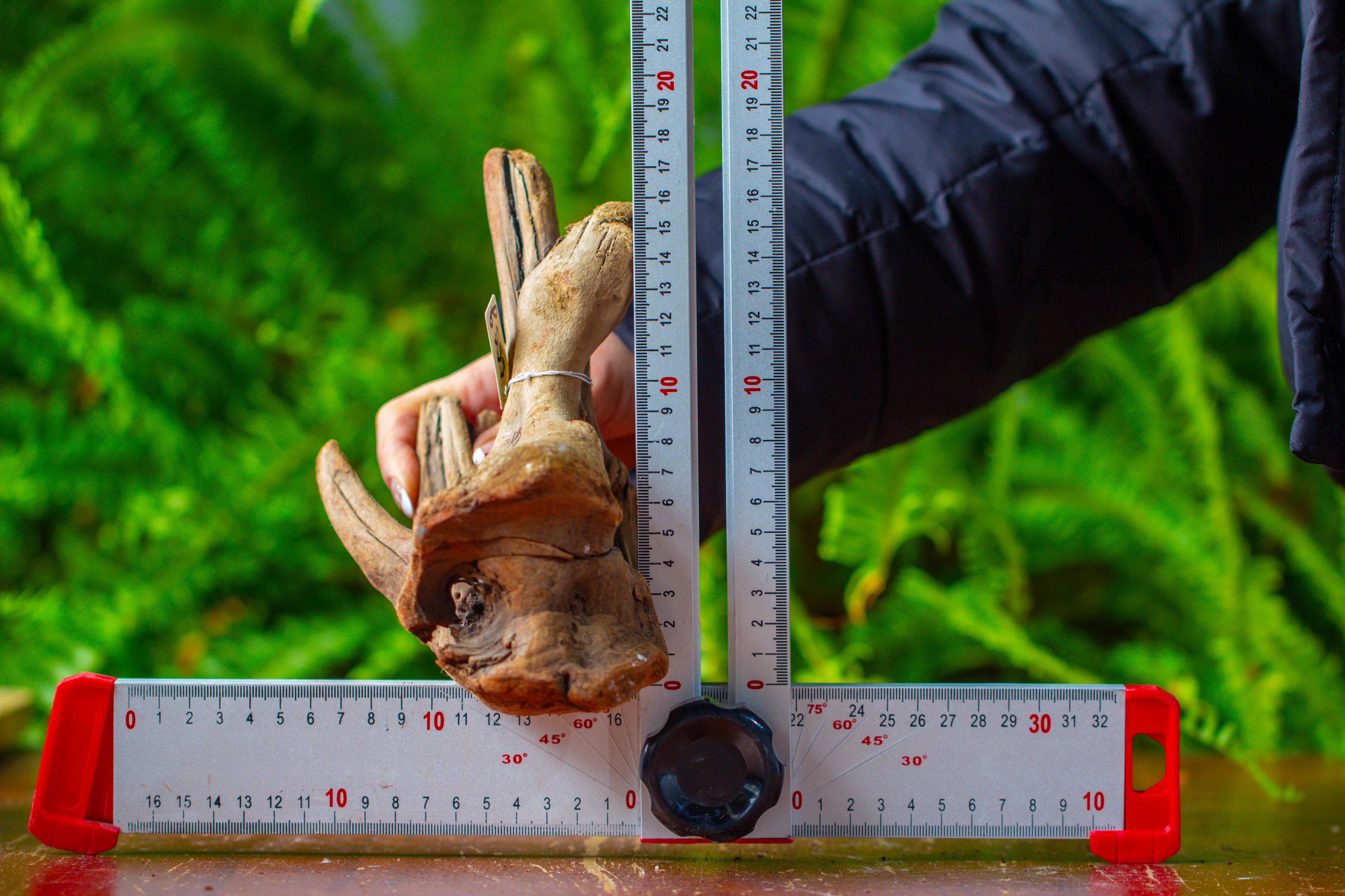 driftwood for moss terrarium, miniature, micro landscape,TS006 - NCYPgarden