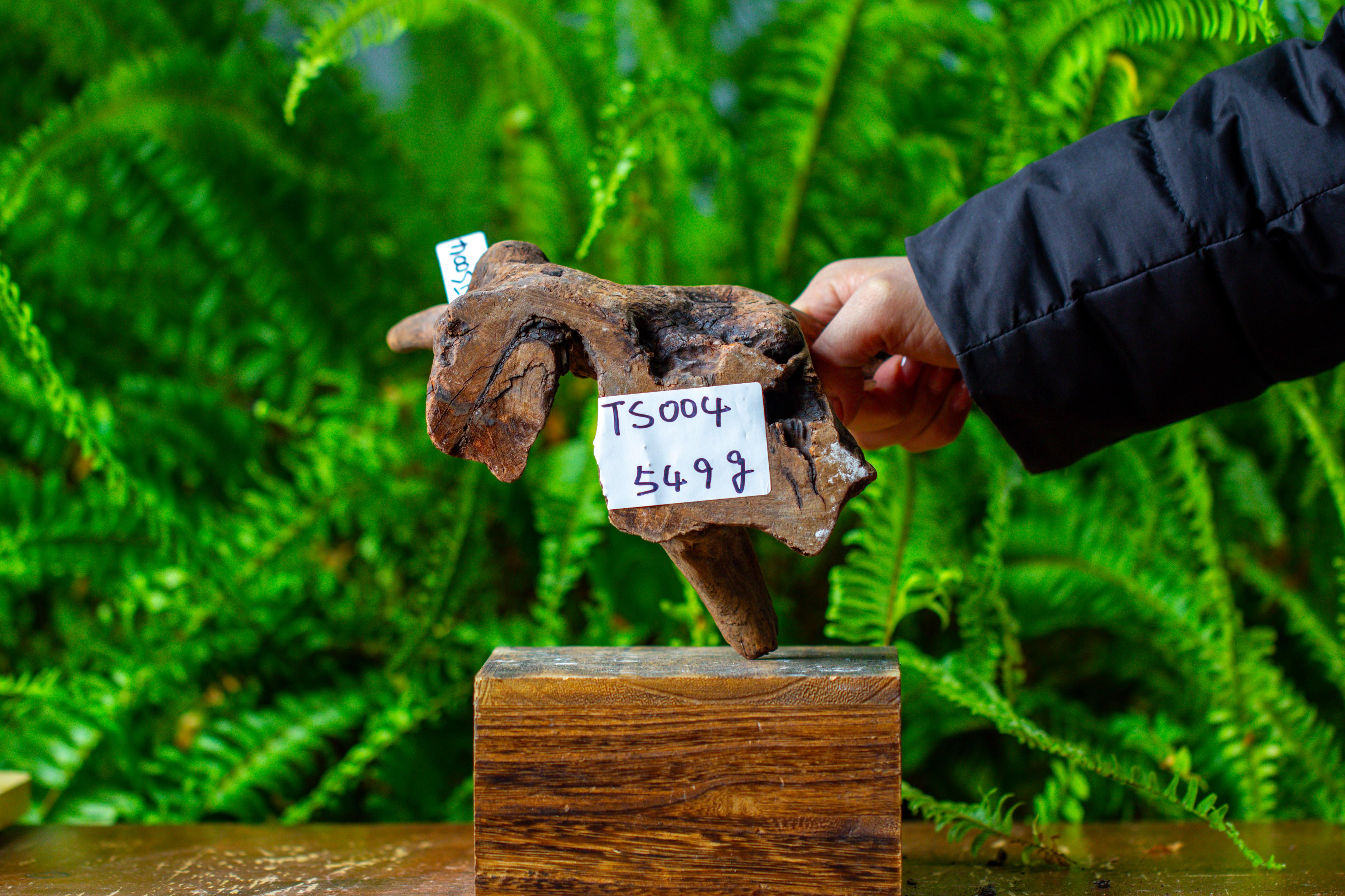 driftwood for moss terrarium, miniature, micro landscape,TS004 - NCYPgarden