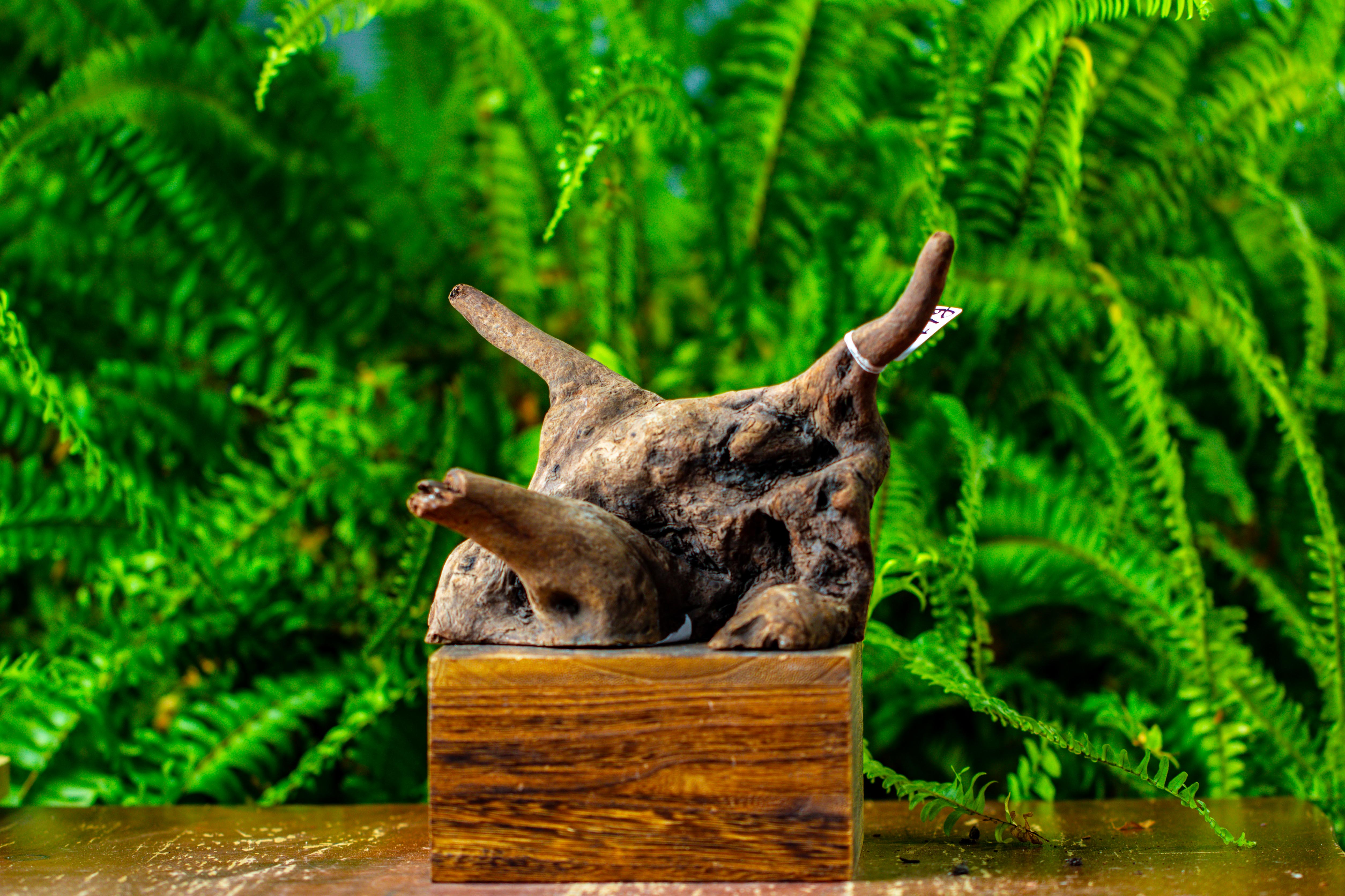 driftwood for moss terrarium, miniature, micro landscape,TS004 - NCYPgarden