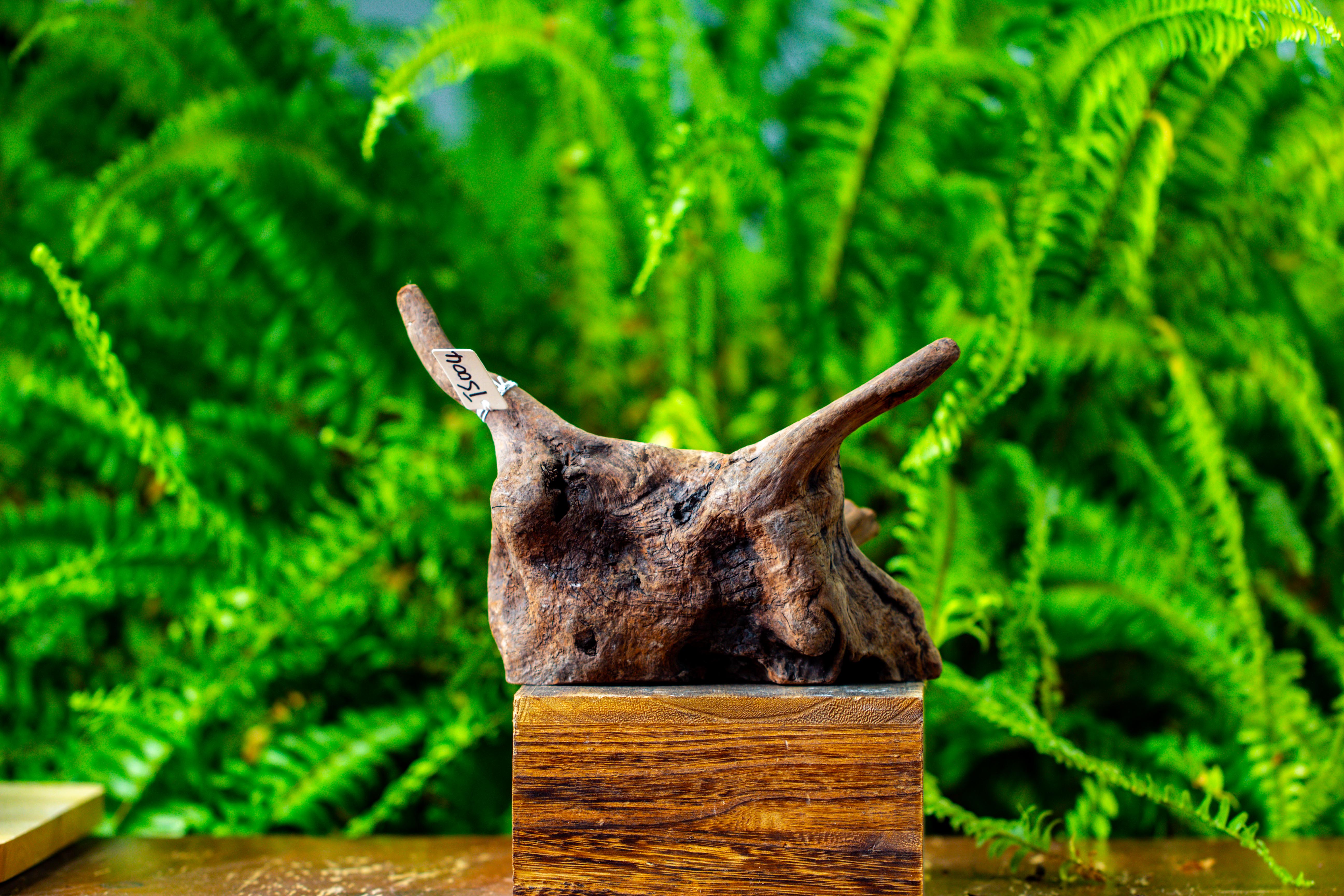 driftwood for moss terrarium, miniature, micro landscape,TS004 - NCYPgarden