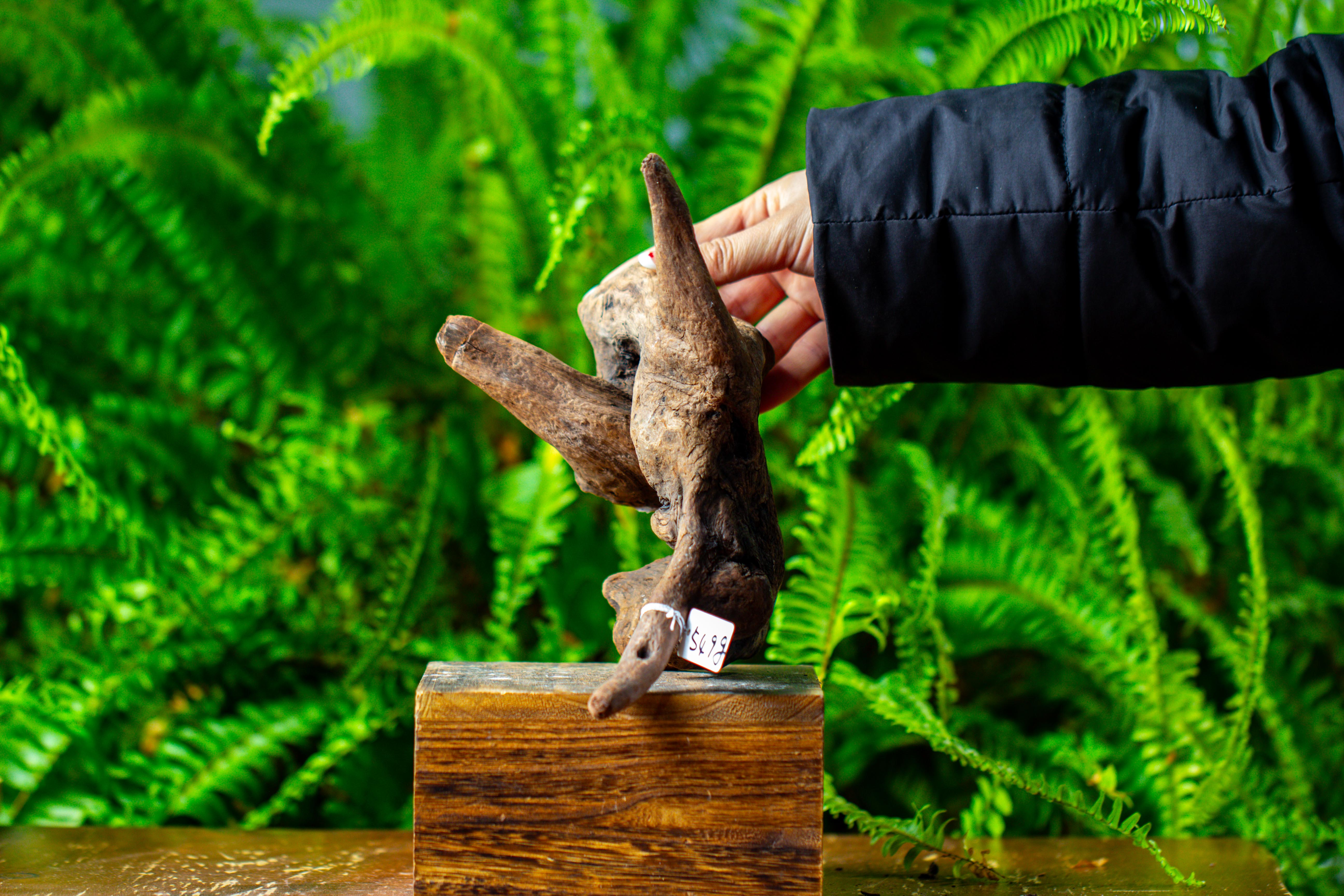 driftwood for moss terrarium, miniature, micro landscape,TS004 - NCYPgarden