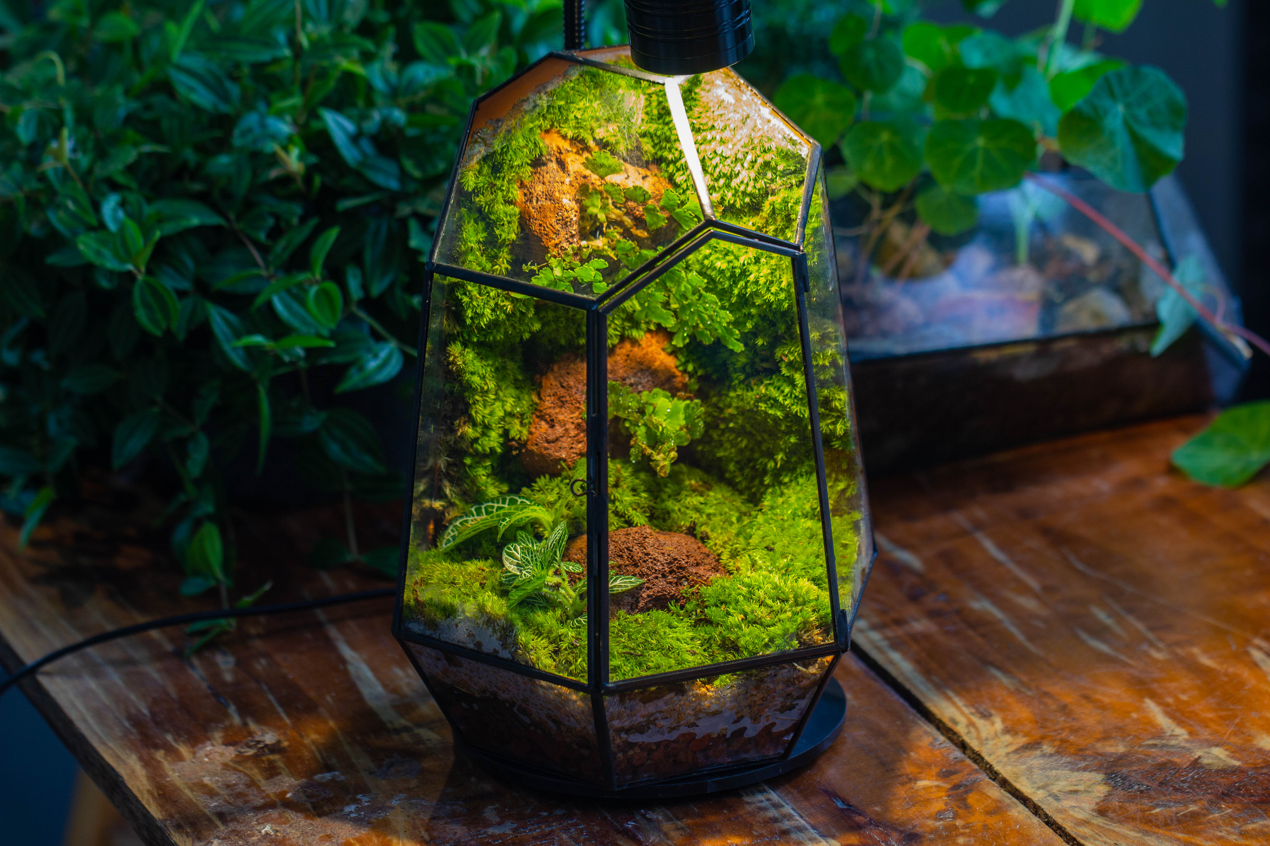 Rainforest terrarium project: Live Moss Wall Iregular Terrarium Building Kit with matching LED Grow Light and Base - NCYPgarden