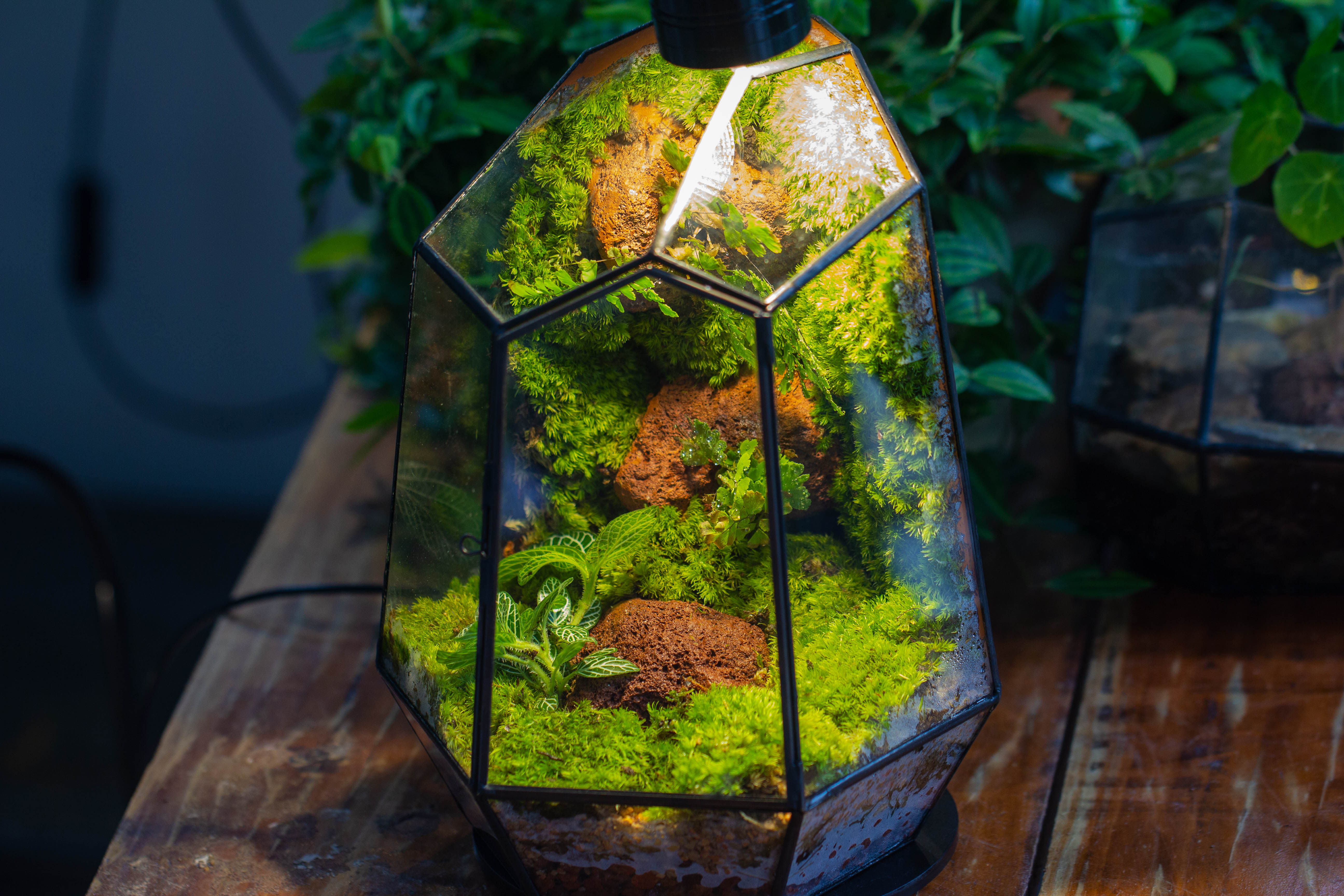 Rainforest terrarium project: Live Moss Wall Iregular Terrarium Building Kit with matching LED Grow Light and Base - NCYPgarden