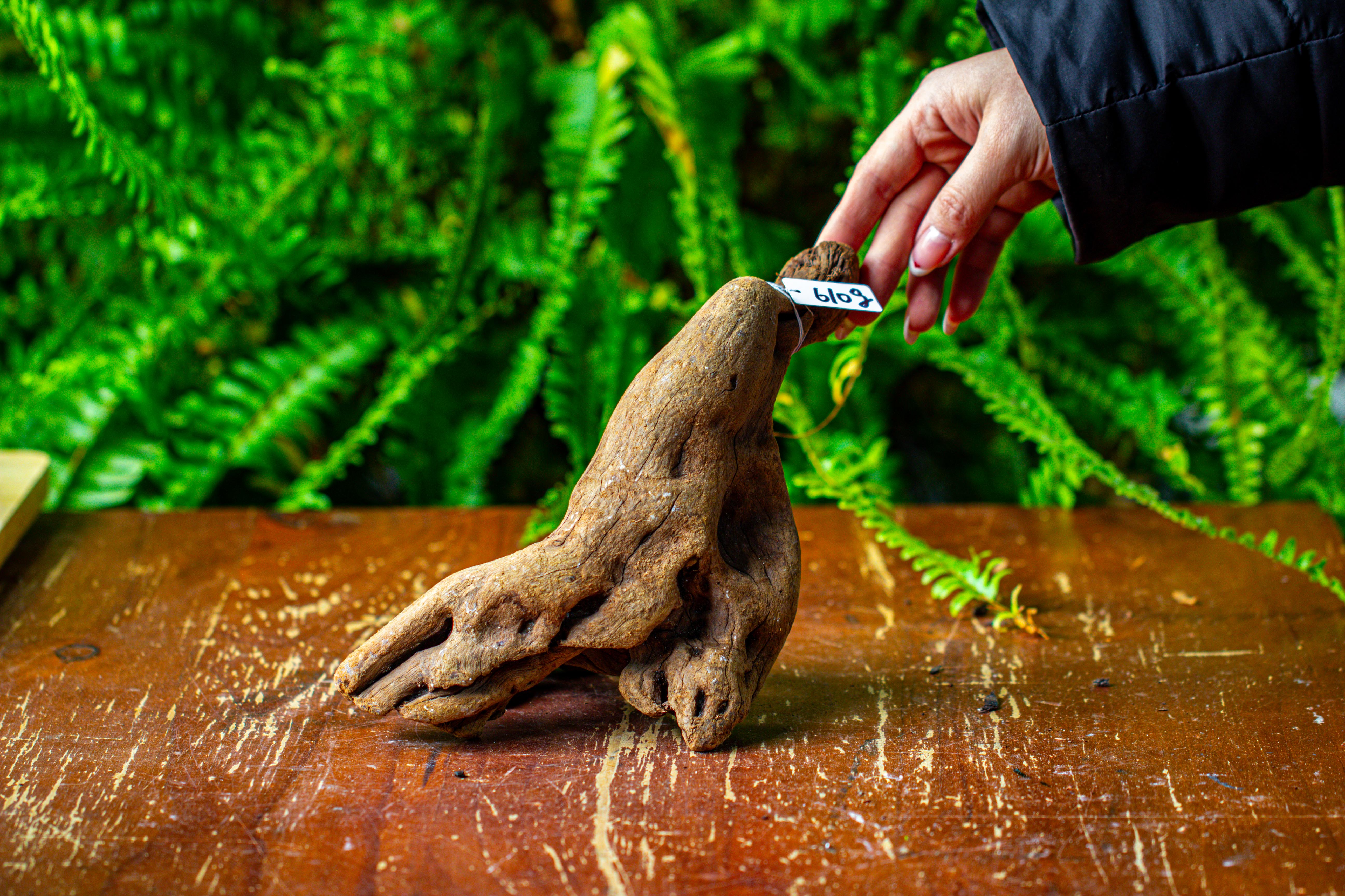 driftwood for moss terrarium, miniature, micro landscape,TS007 - NCYPgarden