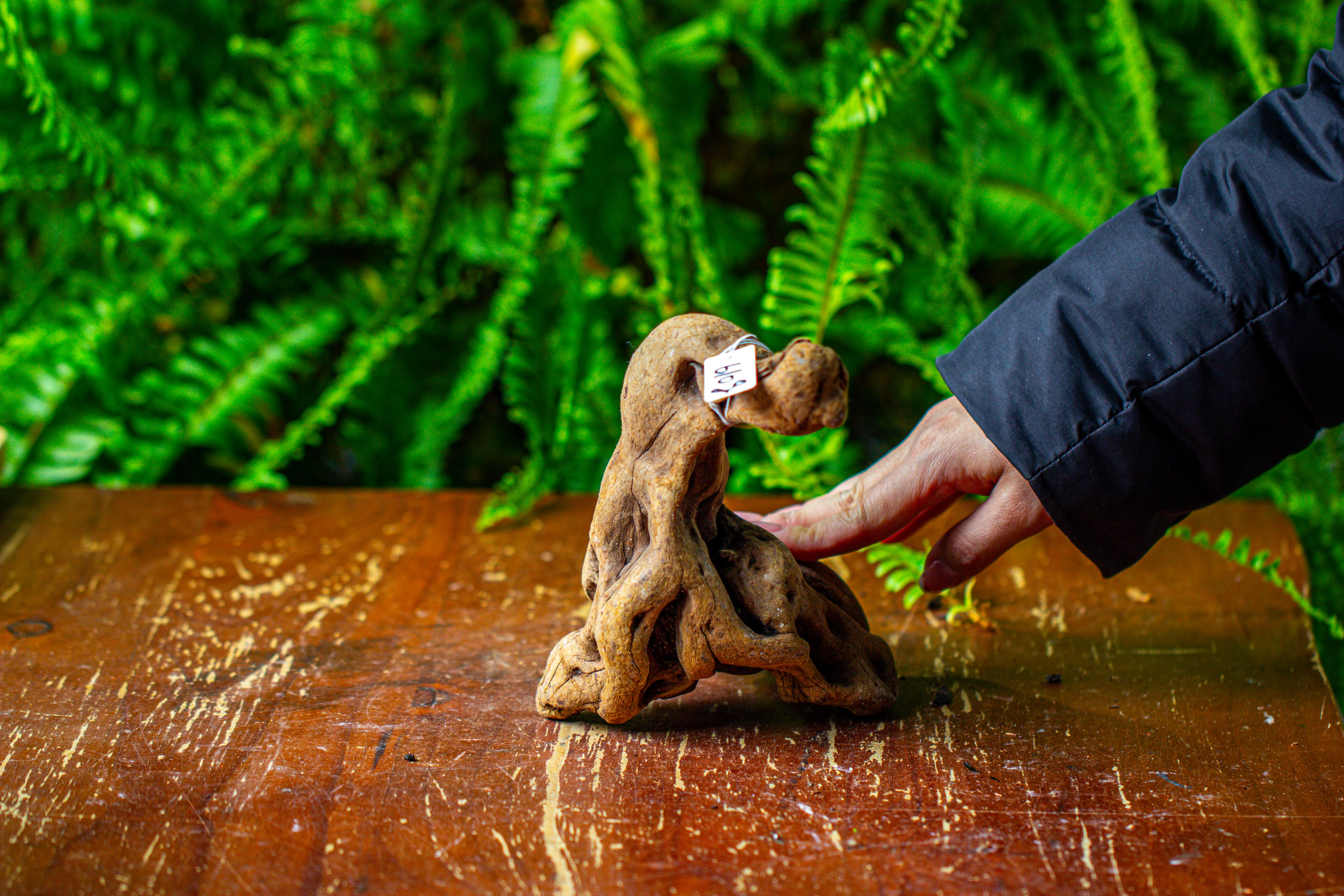 driftwood for moss terrarium, miniature, micro landscape,TS007 - NCYPgarden