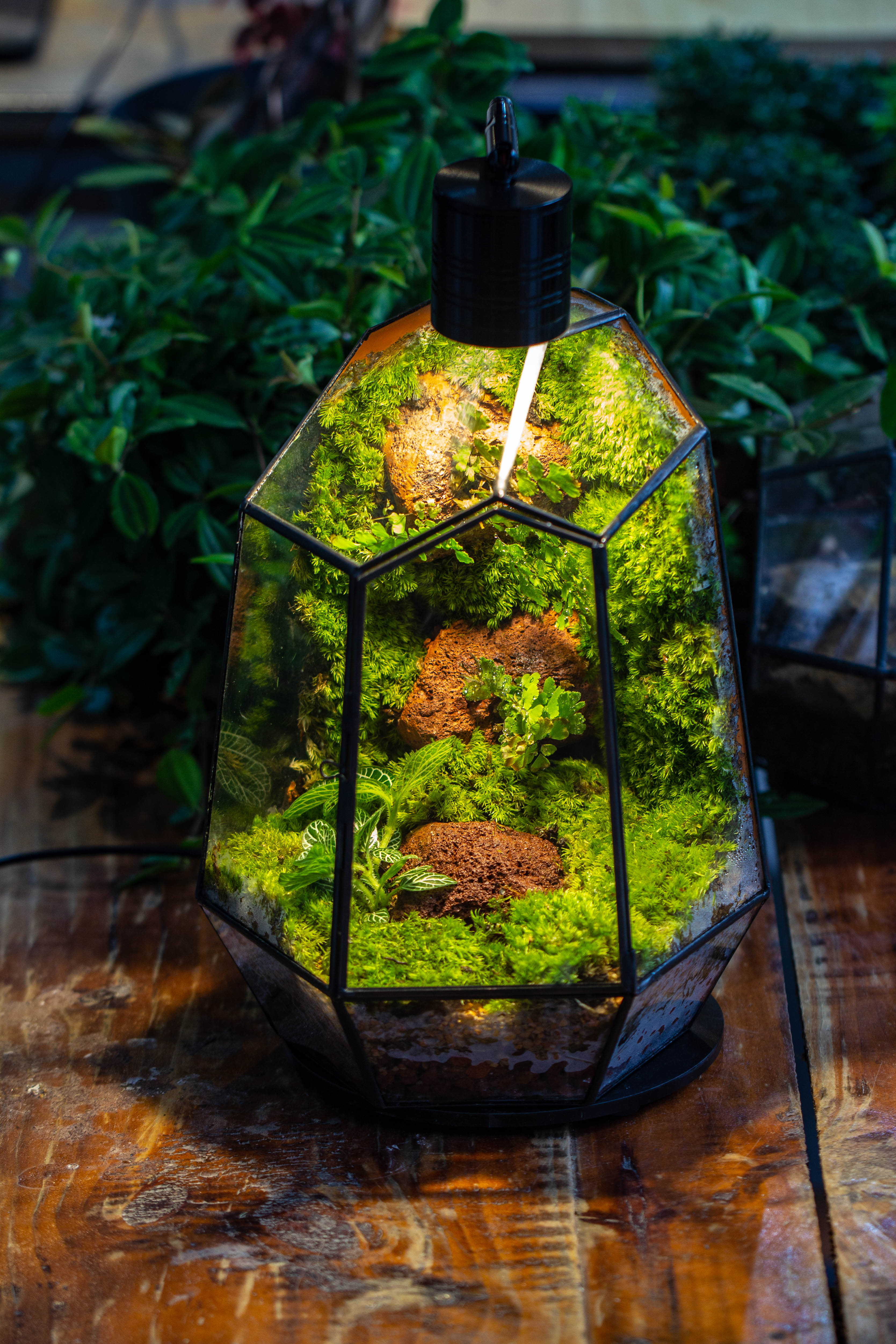 Rainforest terrarium project: Live Moss Wall Iregular Terrarium Building Kit with matching LED Grow Light and Base - NCYPgarden
