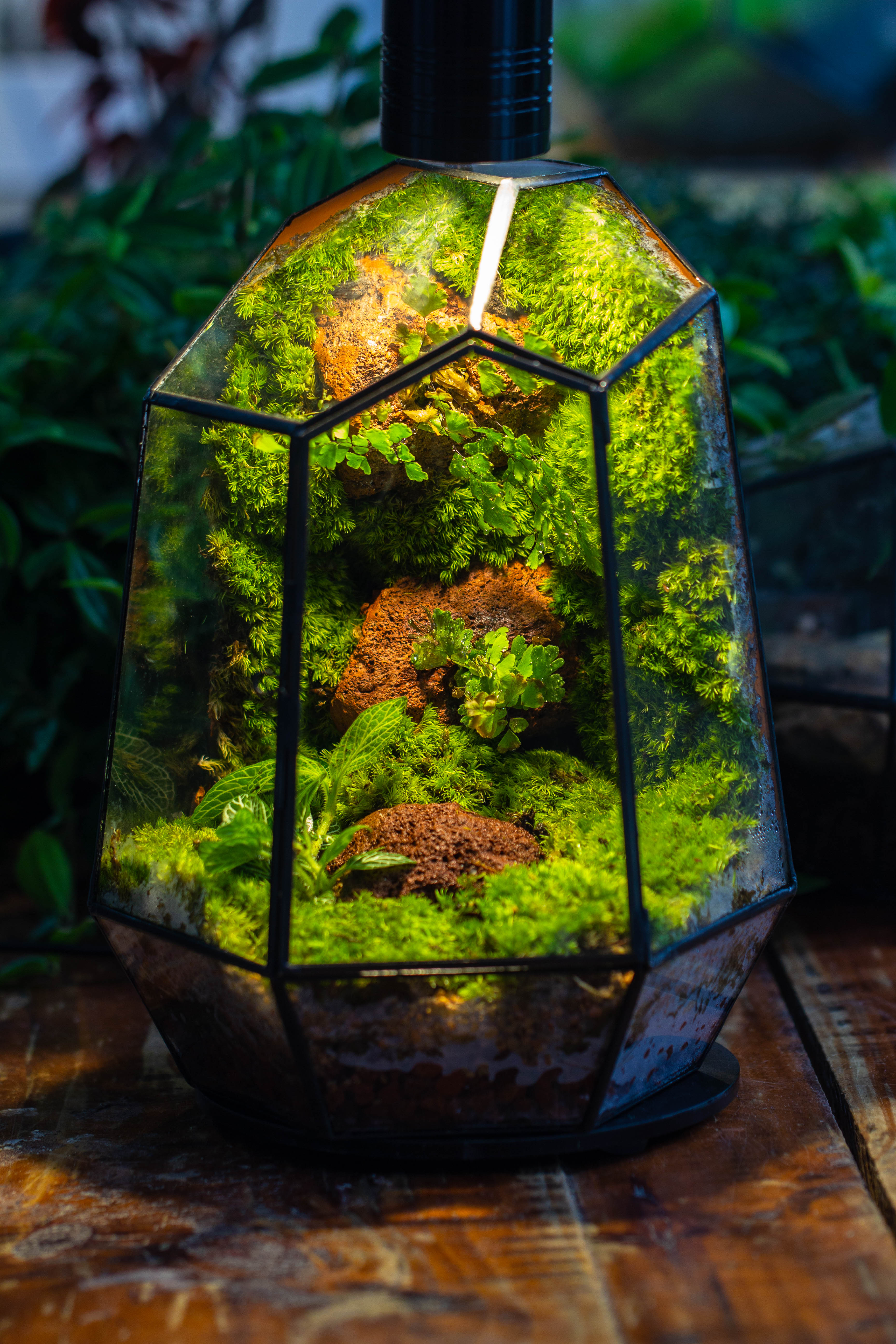 5W Warm White Black LED Grow Light adjustable with Black Matte Stand, or terrarium, moss, shade plants, Multi Size Available customizable     -34cm / 13.4 - NCYPgarden