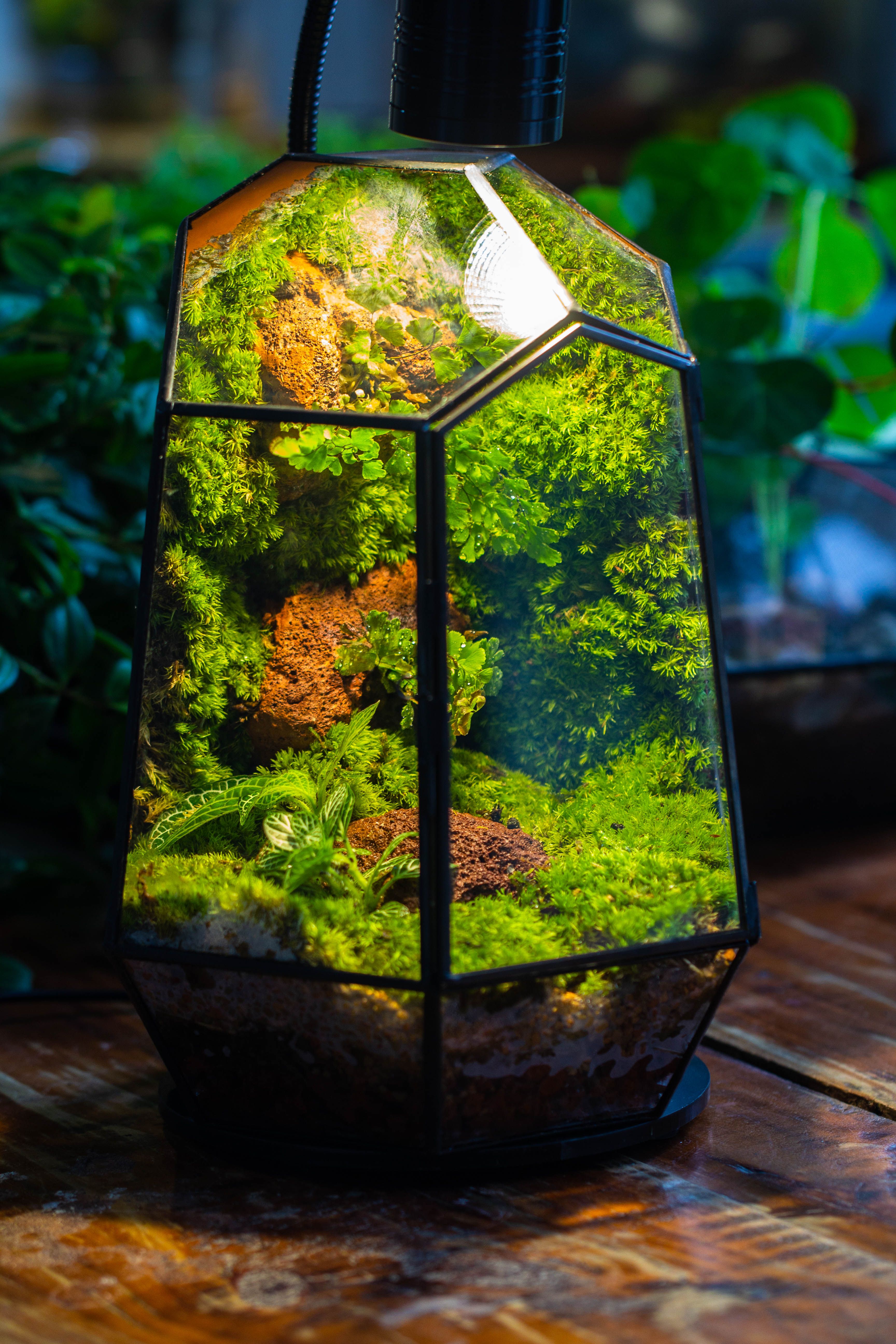 Rainforest terrarium project: Live Moss Wall Iregular Terrarium Building Kit with matching LED Grow Light and Base - NCYPgarden