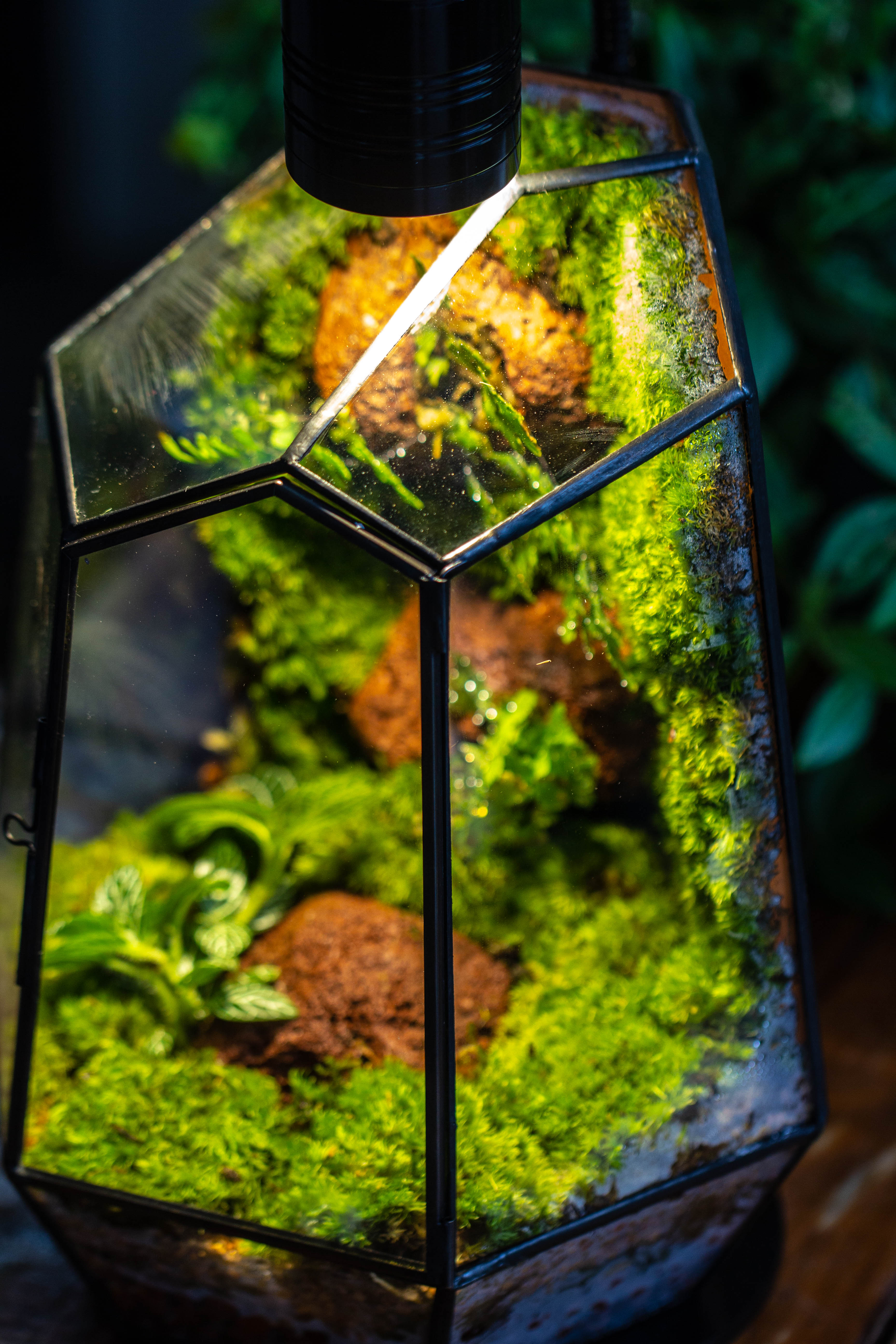 Rainforest terrarium project: Live Moss Wall Iregular Terrarium Building Kit with matching LED Grow Light and Base - NCYPgarden