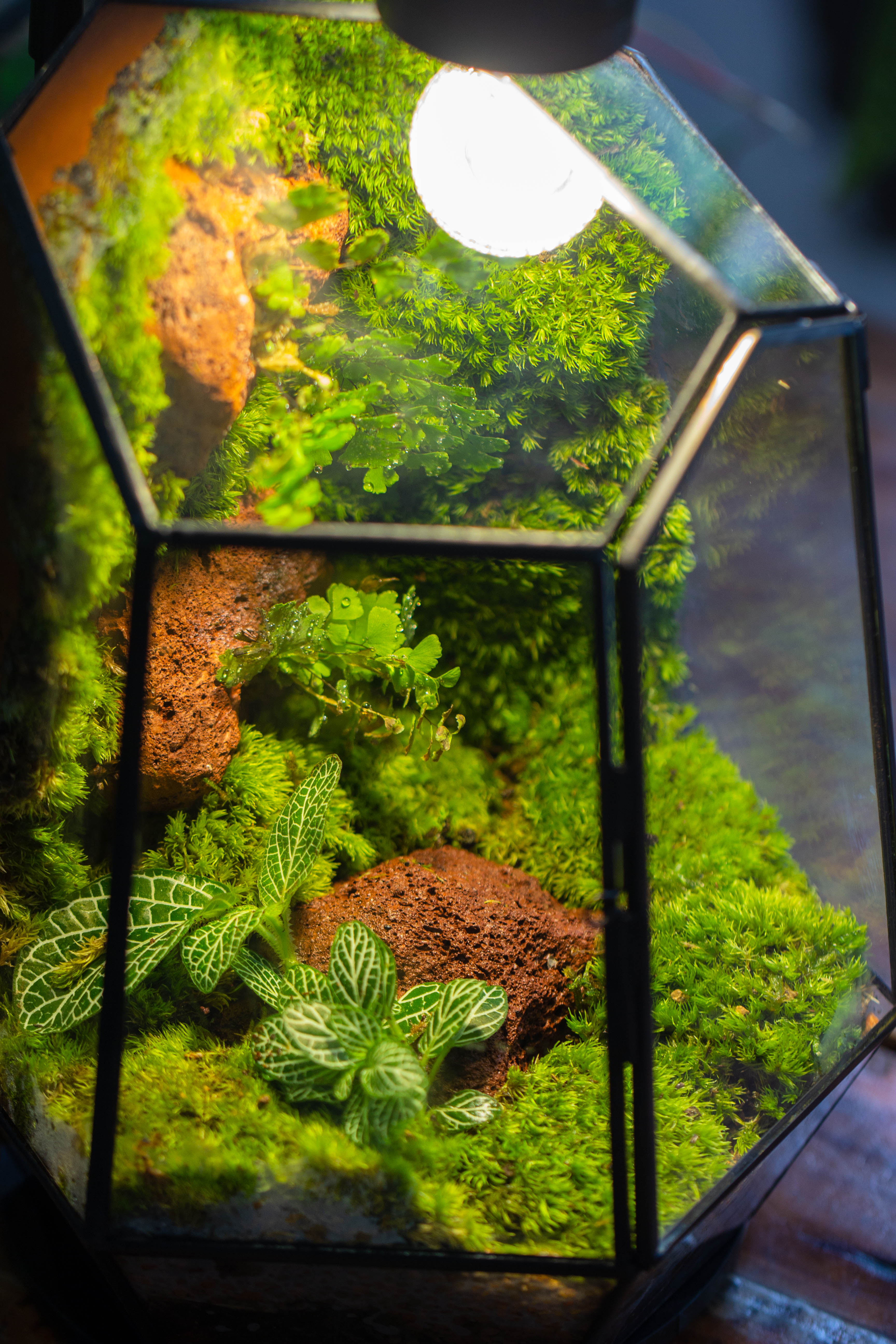Rainforest terrarium project: Live Moss Wall Iregular Terrarium Building Kit with matching LED Grow Light and Base - NCYPgarden