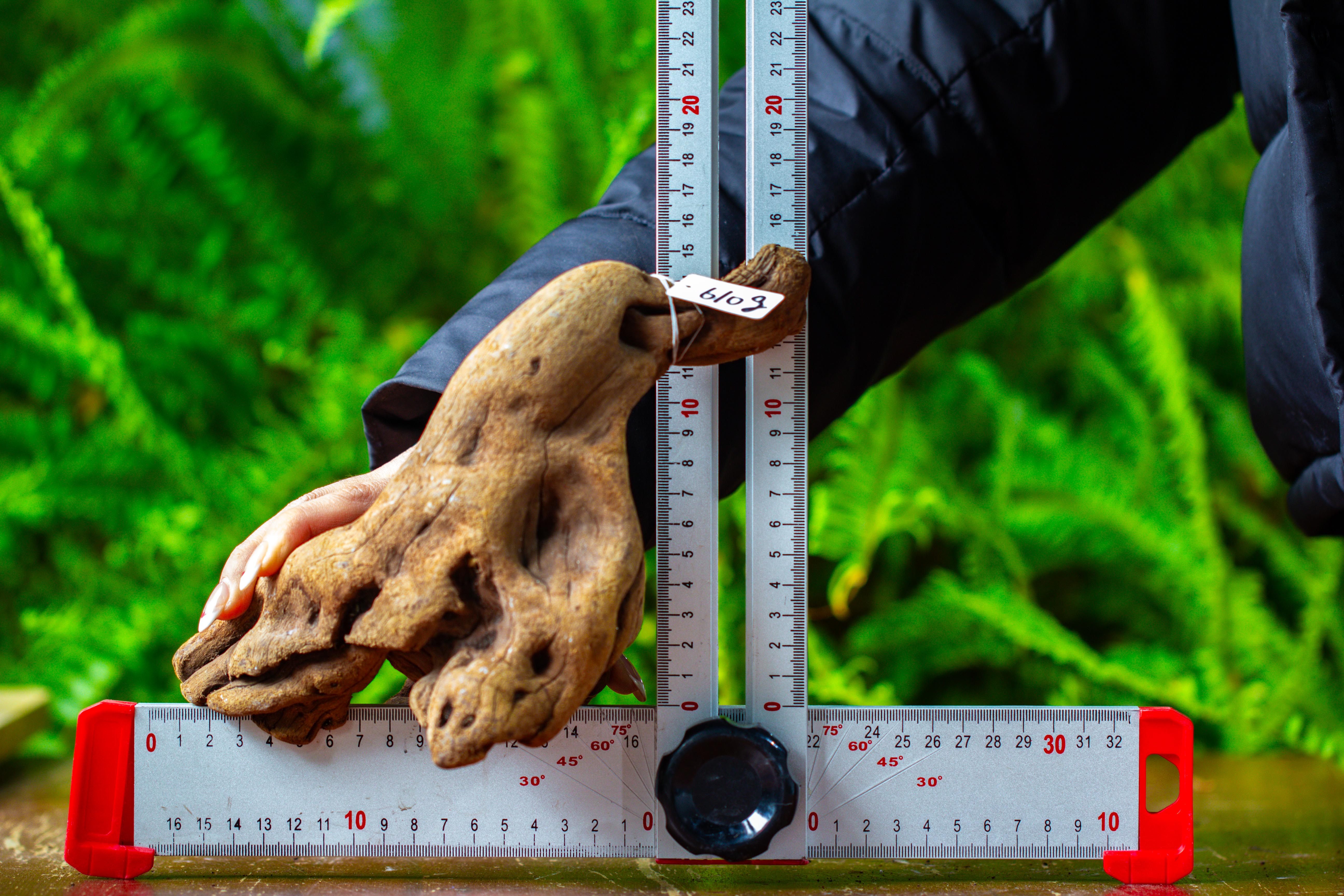 driftwood for moss terrarium, miniature, micro landscape,TS007 - NCYPgarden