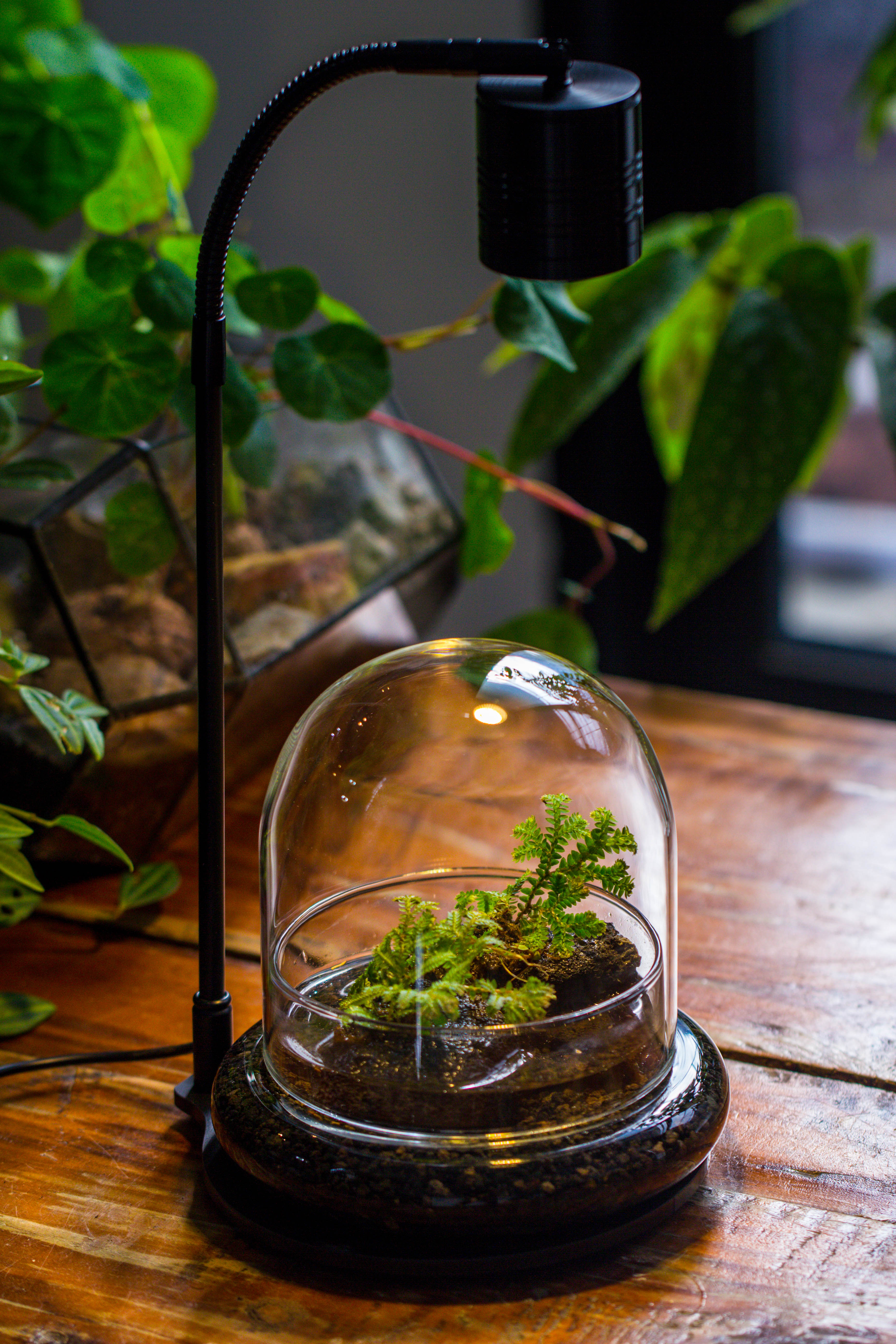 5W Warm White Black LED Grow Light adjustable with Black Matte Stand, or terrarium, moss, shade plants, Multi Size Available customizable    - 29cm / 11.4" - NCYPgarden