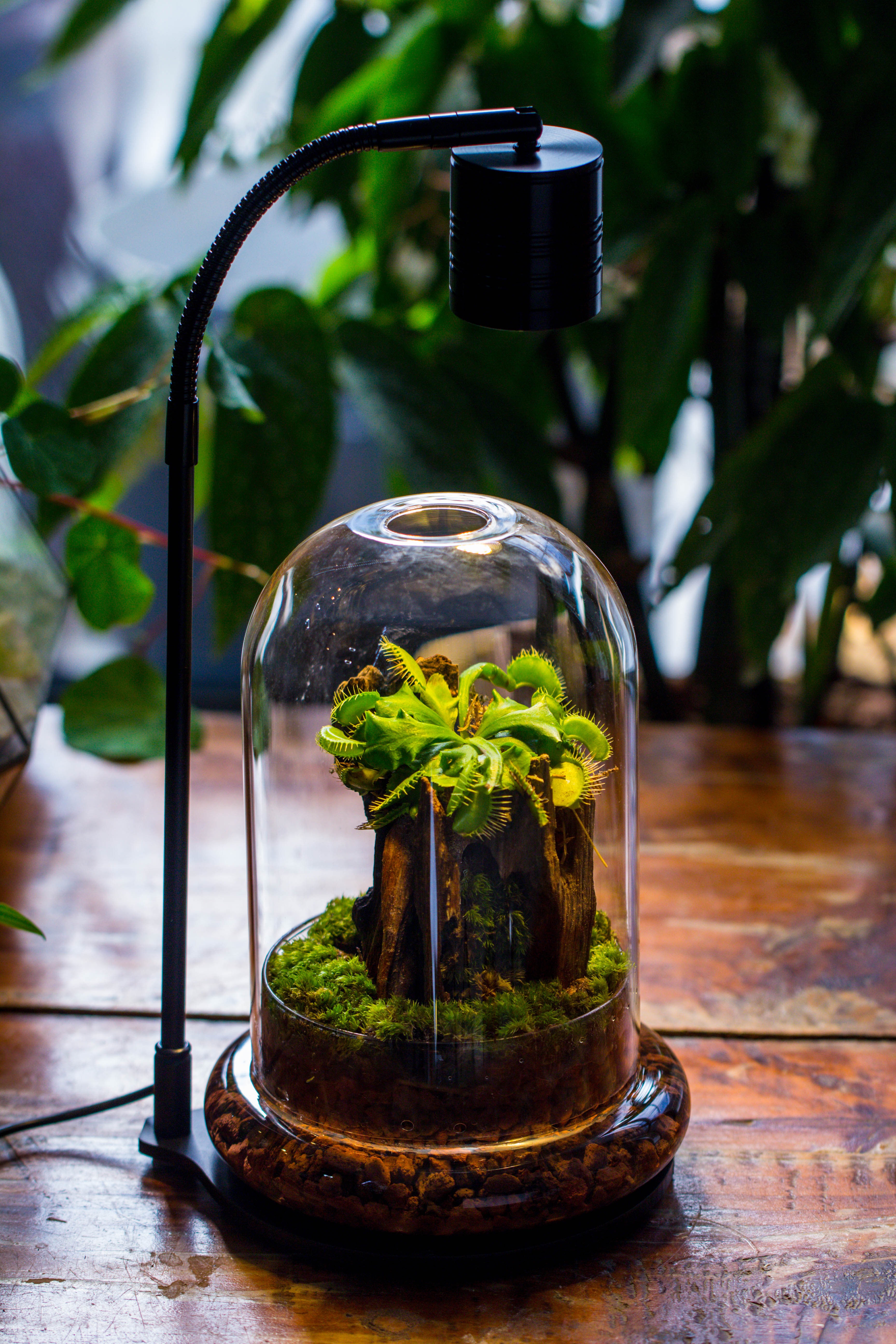 5W Warm White Black LED Grow Light adjustable with Black Matte Stand, or terrarium, moss, shade plants, Multi Size Available customizable     -34cm / 13.4 - NCYPgarden