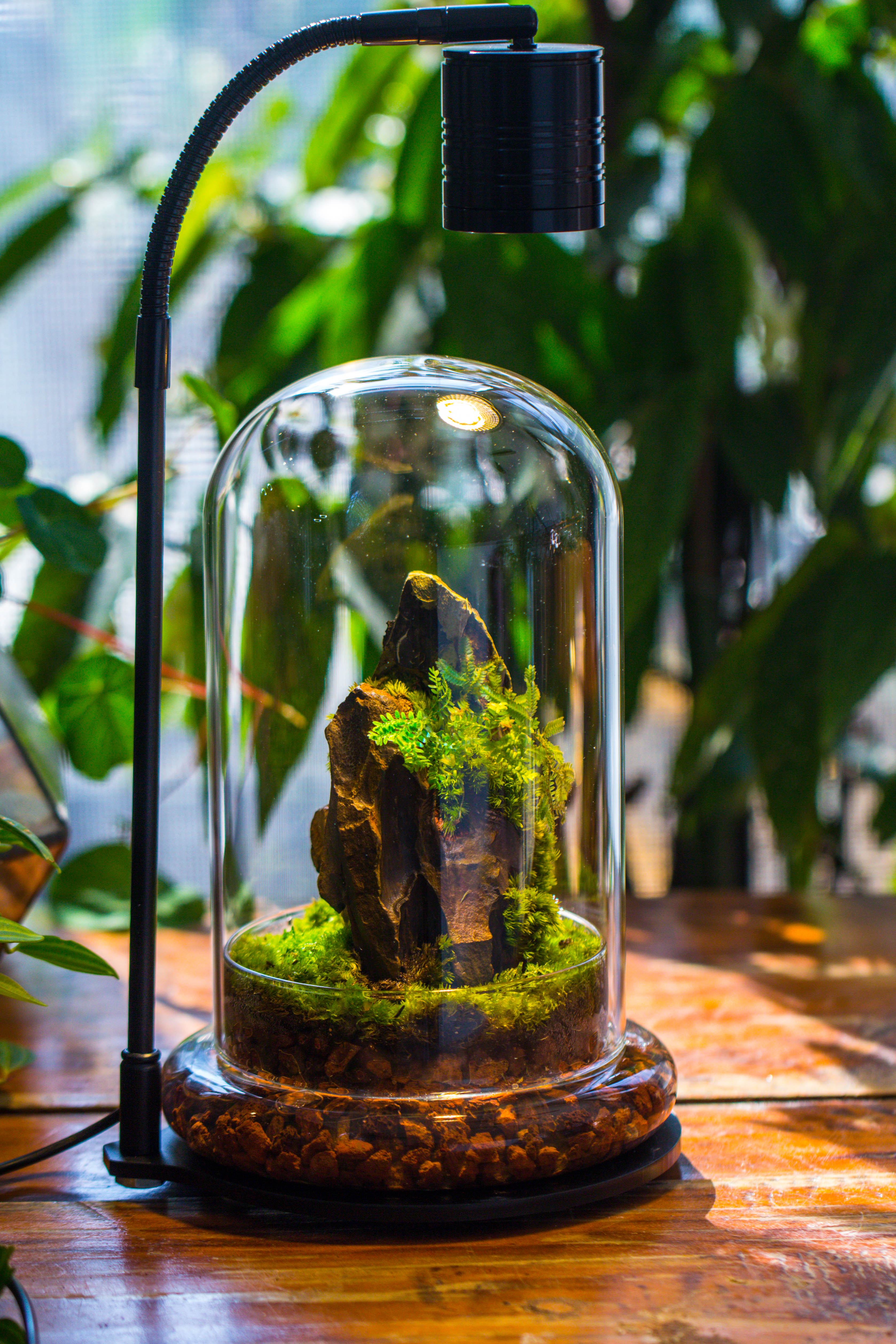 5W Warm White Black LED Grow Light adjustable with Black Matte Stand, or terrarium, moss, shade plants, Multi Size Available customizable    - 29cm / 11.4" - NCYPgarden