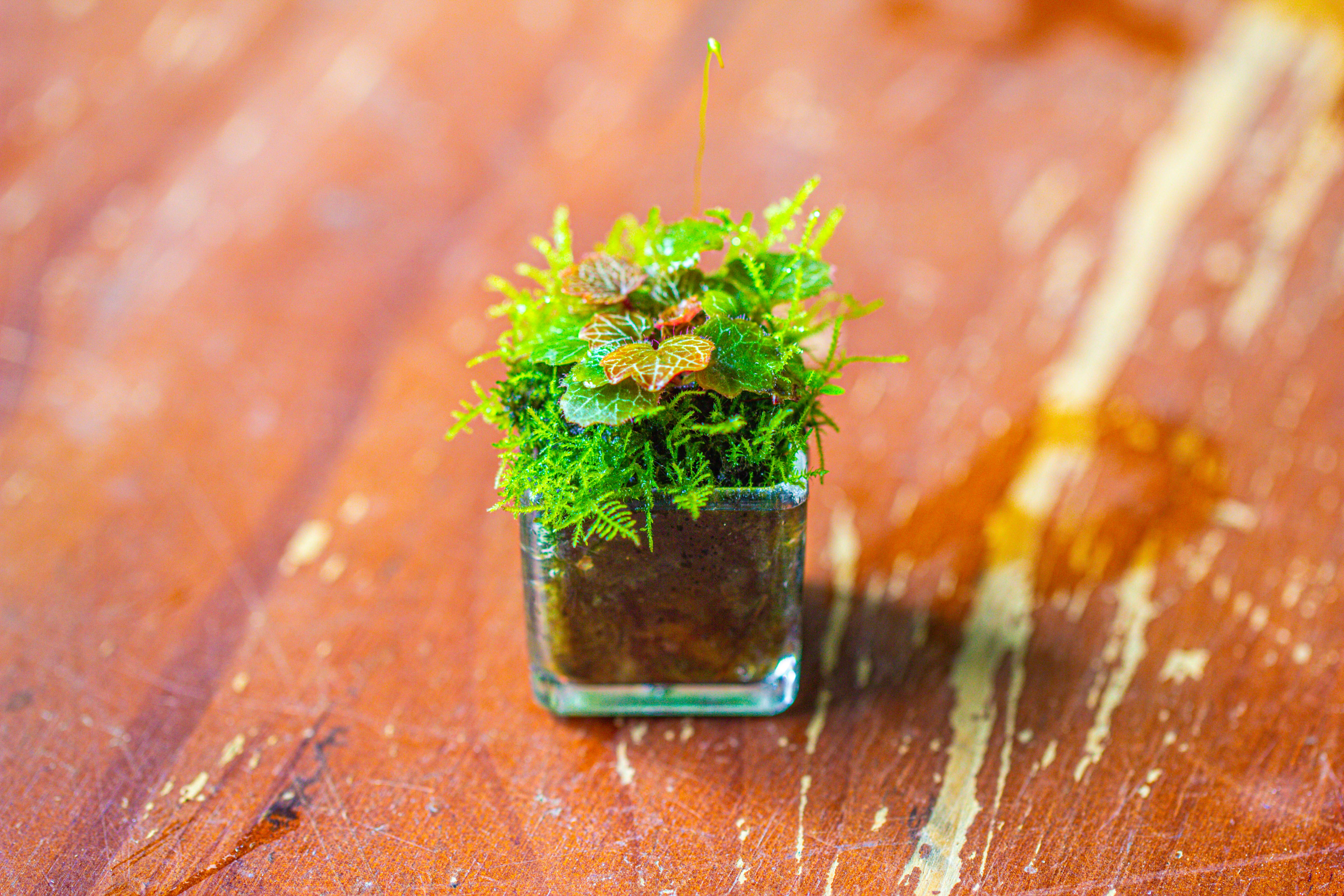40 units Mini Acrylic Square Pot for Moss -3cm / 1.2" side length - NCYPgarden
