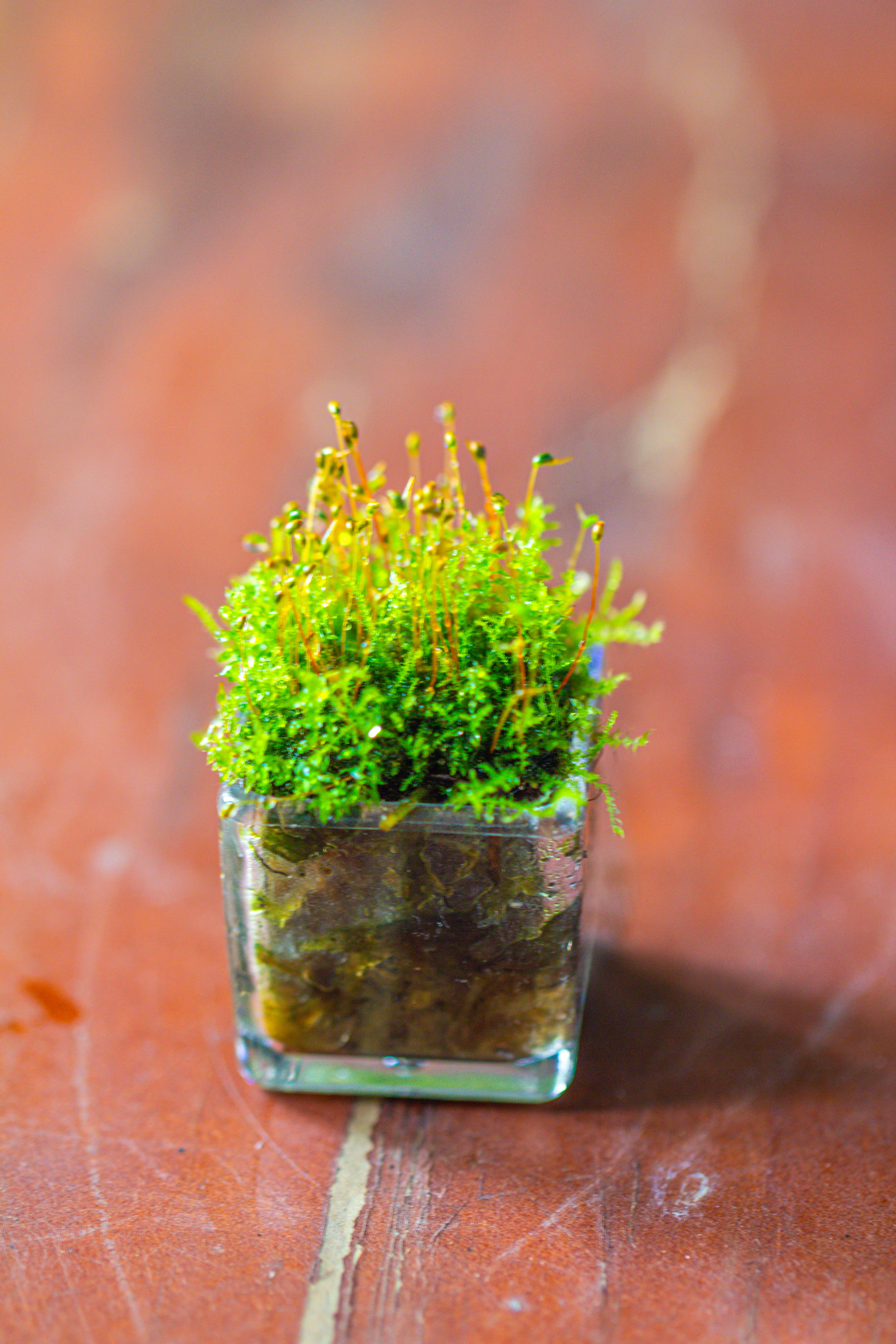 40 units Mini Acrylic Square Pot for Moss -3cm / 1.2" side length - NCYPgarden