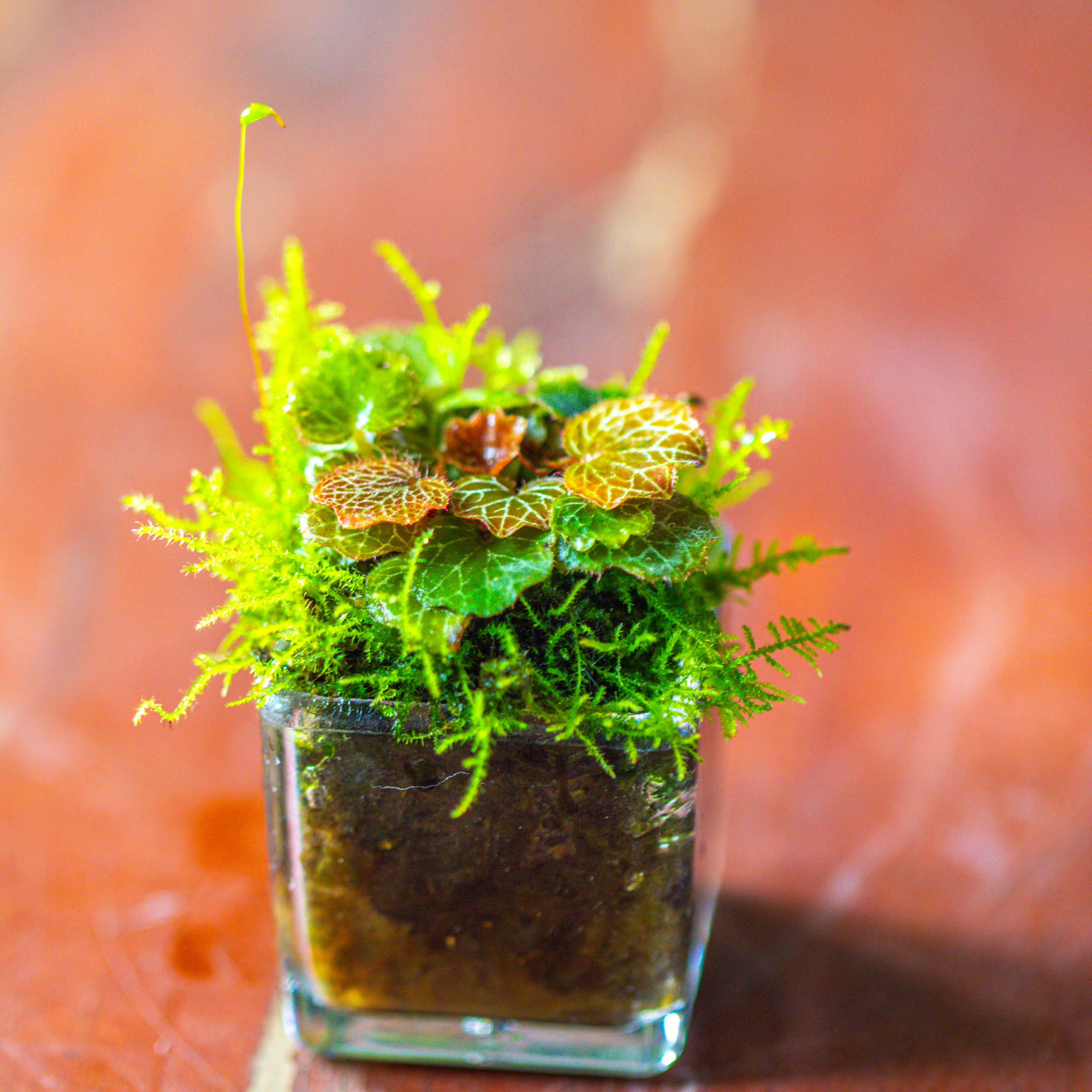 40 units Mini Acrylic Square Pot for Moss -3cm / 1.2" side length - NCYPgarden