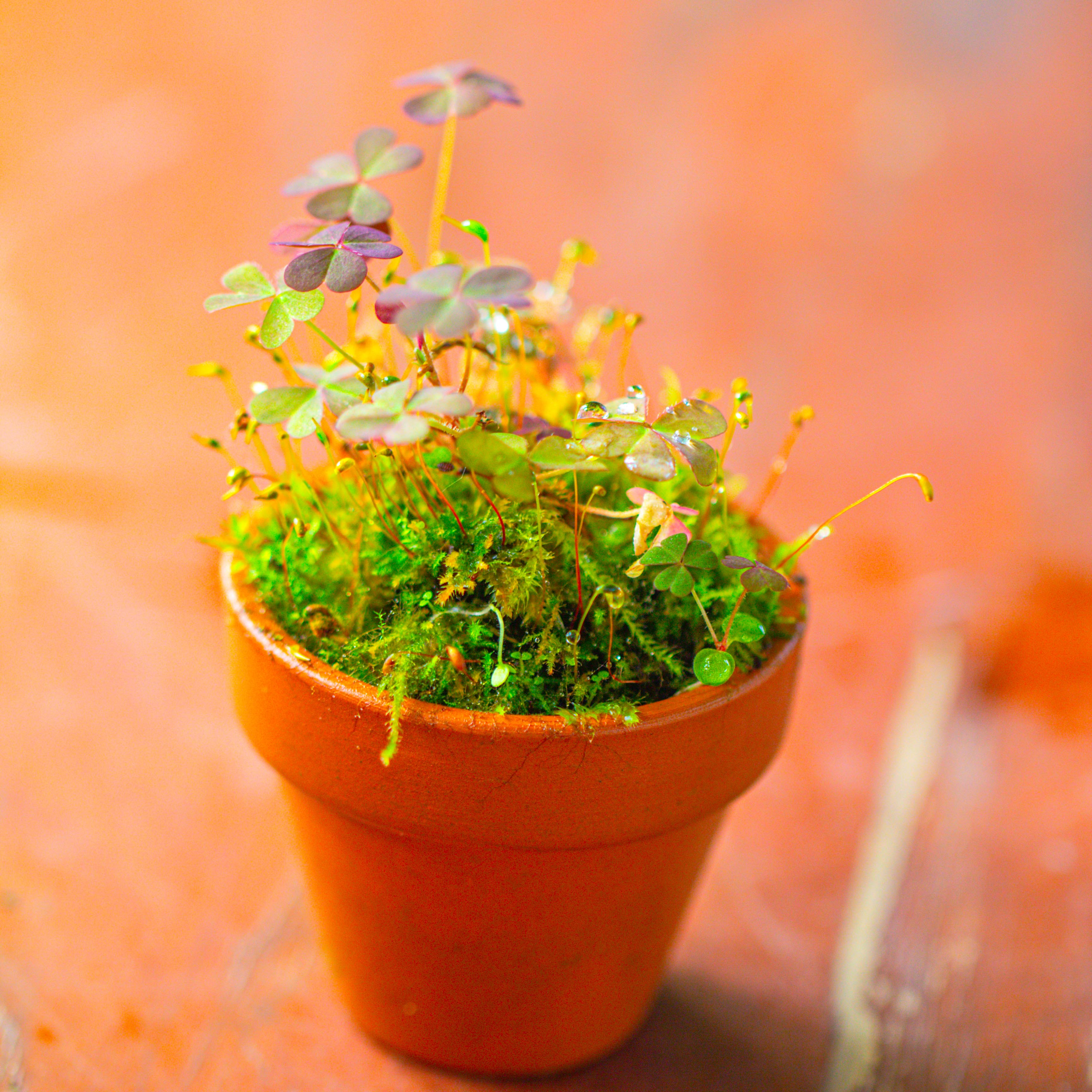 20 units Mini Red Terracotta Pot for Succulents & Moss – 4cm Height, 4.8cm Diameter - NCYPgarden