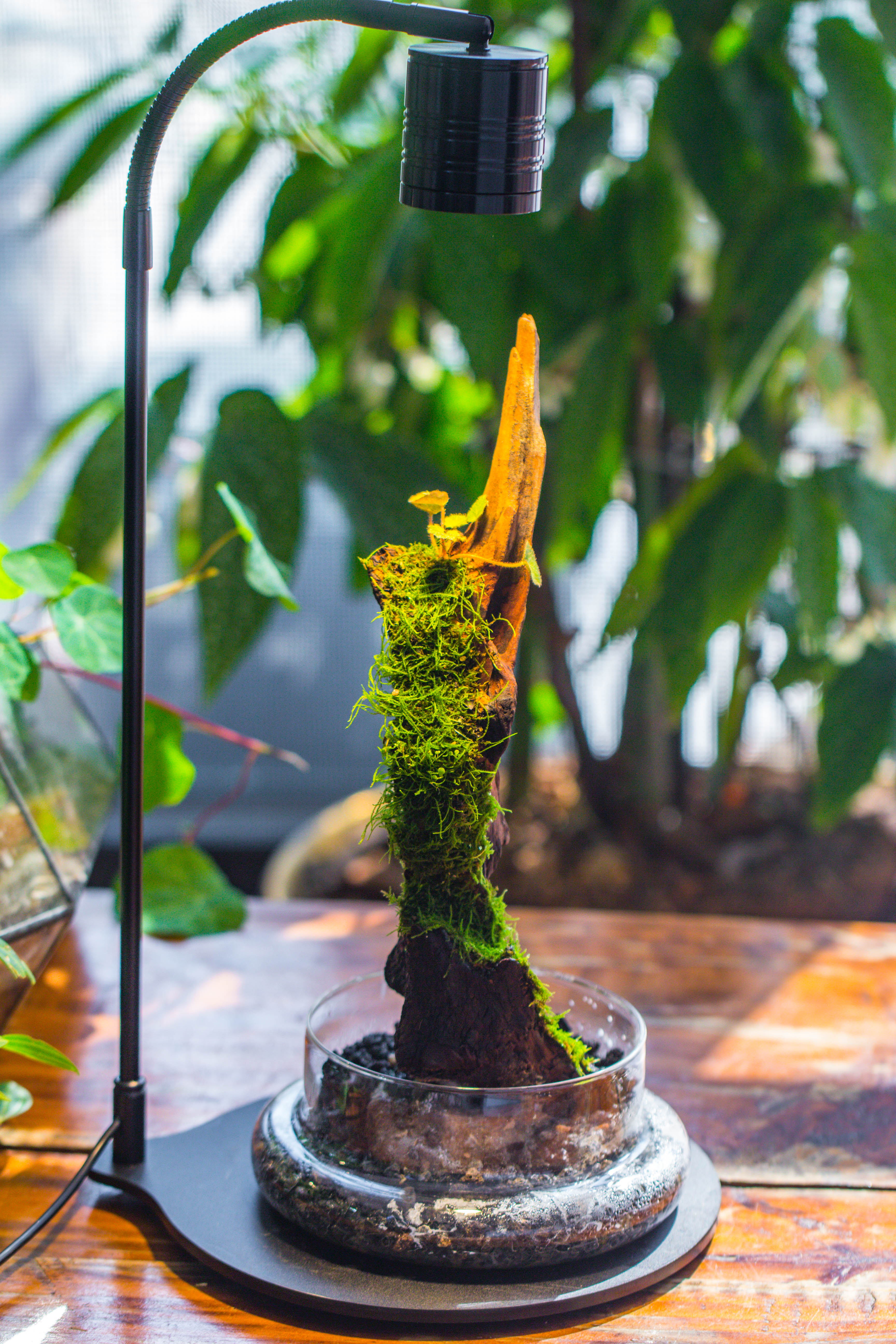 5W Warm White Black LED Grow Light adjustable with Black Matte Stand, or terrarium, moss, shade plants, Multi Size Available customizable    -39cm / 15.4 - NCYPgarden