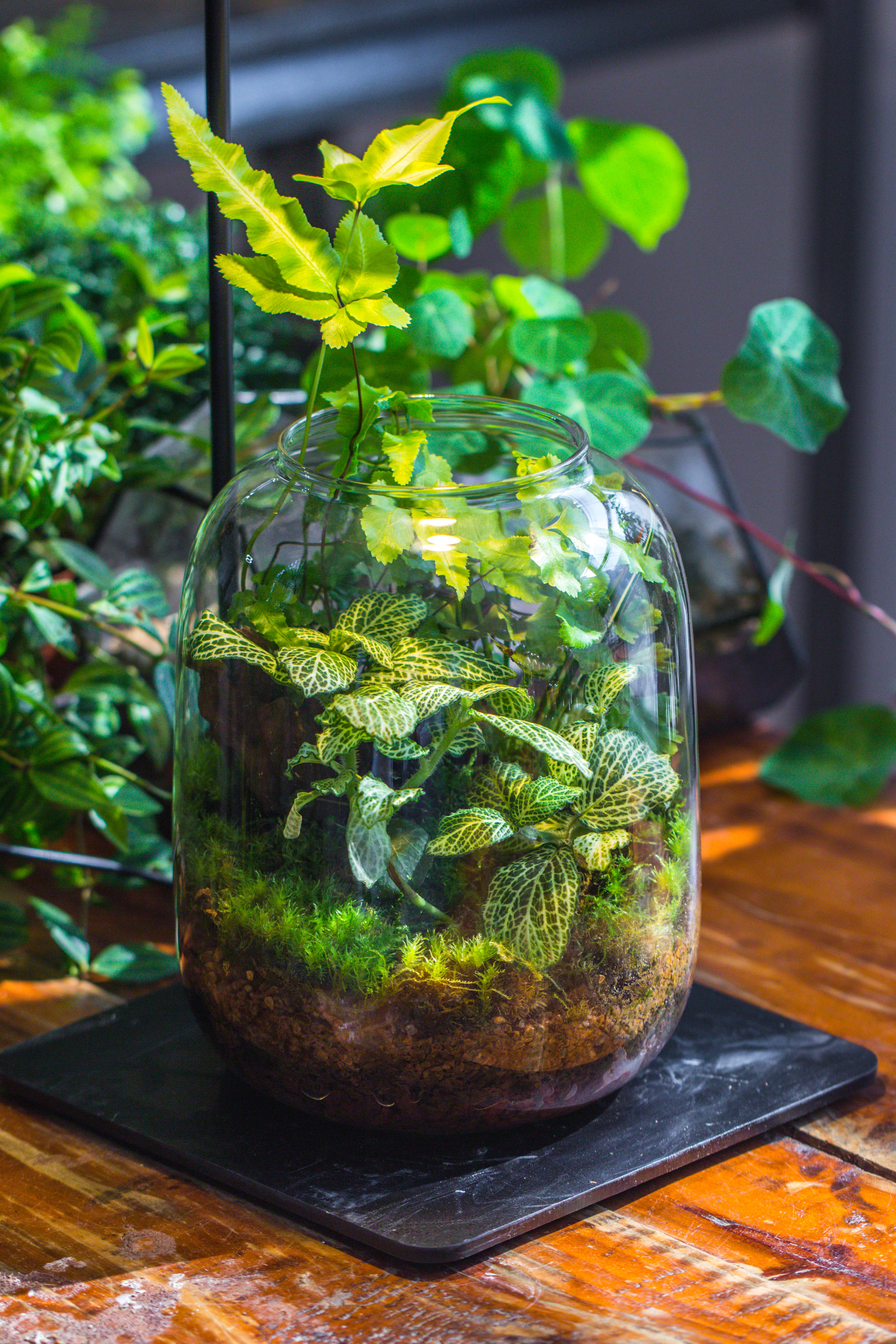 Terrarium Planting Kit Glass Jar and Black LED Grow light lAMP with Base kit, with Planting Material, DIY kit - NCYPgarden