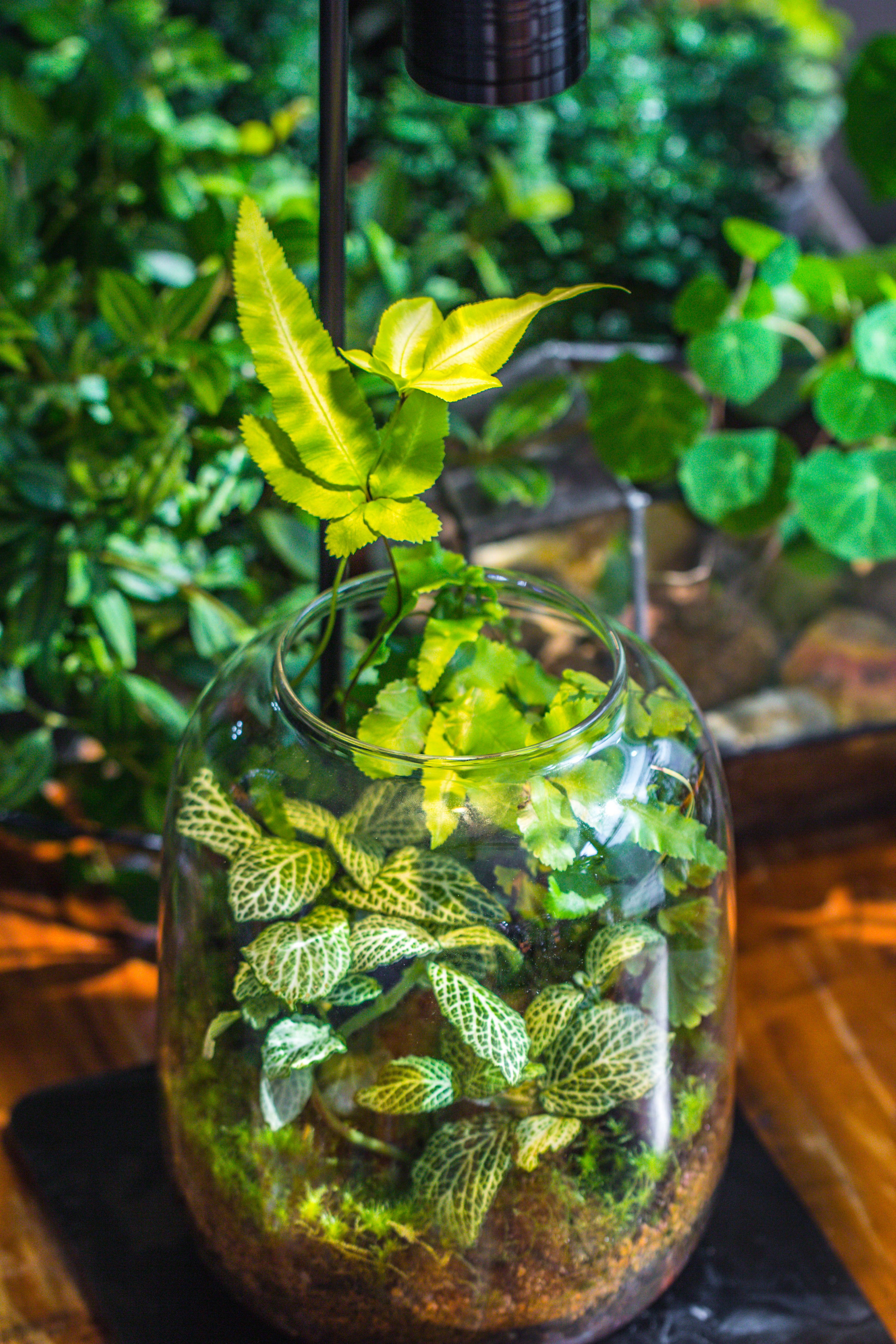 5W Warm White Black LED Grow Light adjustable with Black Matte Stand, or terrarium, moss, shade plants, Multi Size Available customizable    - 29cm / 11.4" - NCYPgarden