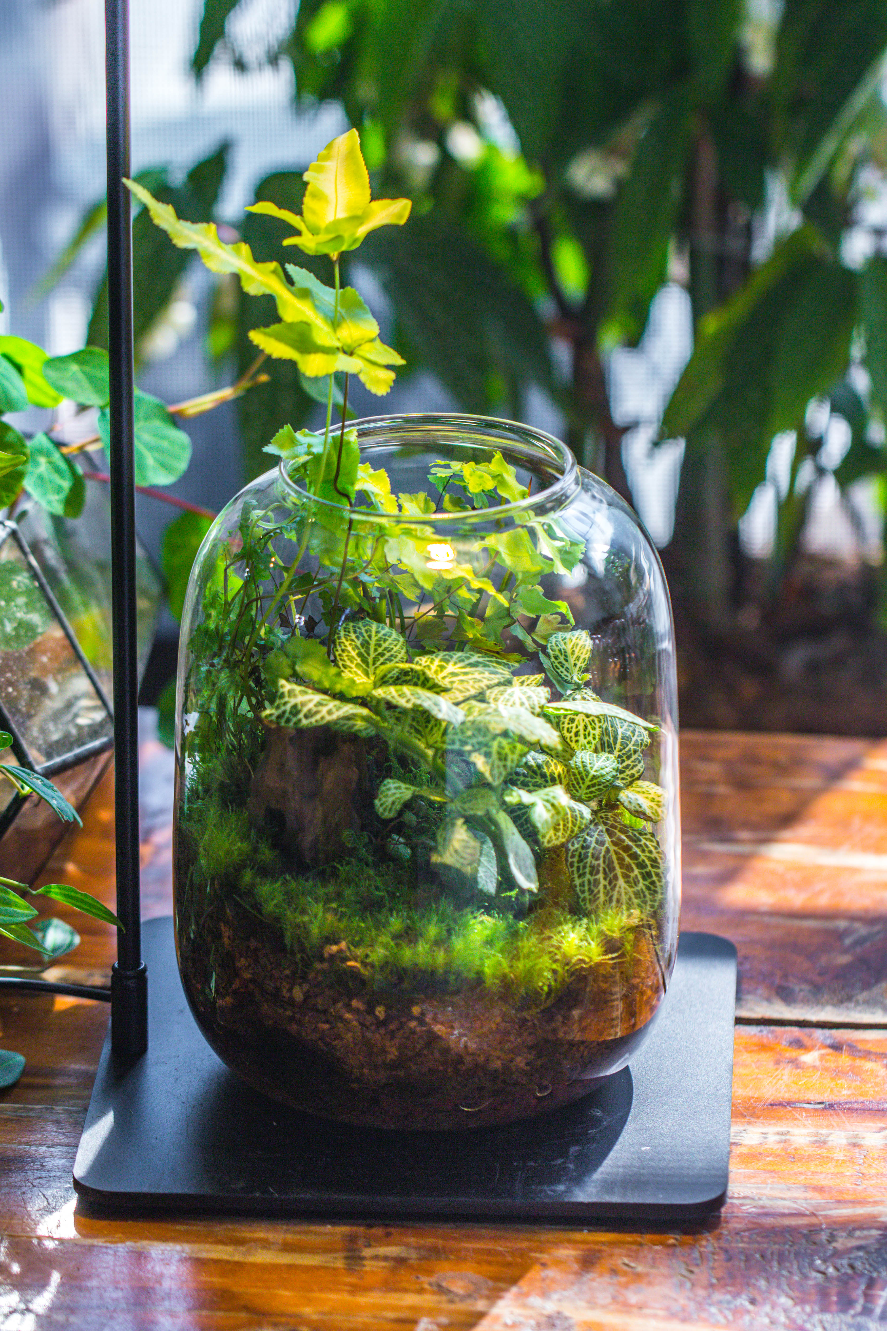 Terrarium Planting Kit Glass Jar and Black LED Grow light lAMP with Base kit, with Planting Material, DIY kit - NCYPgarden