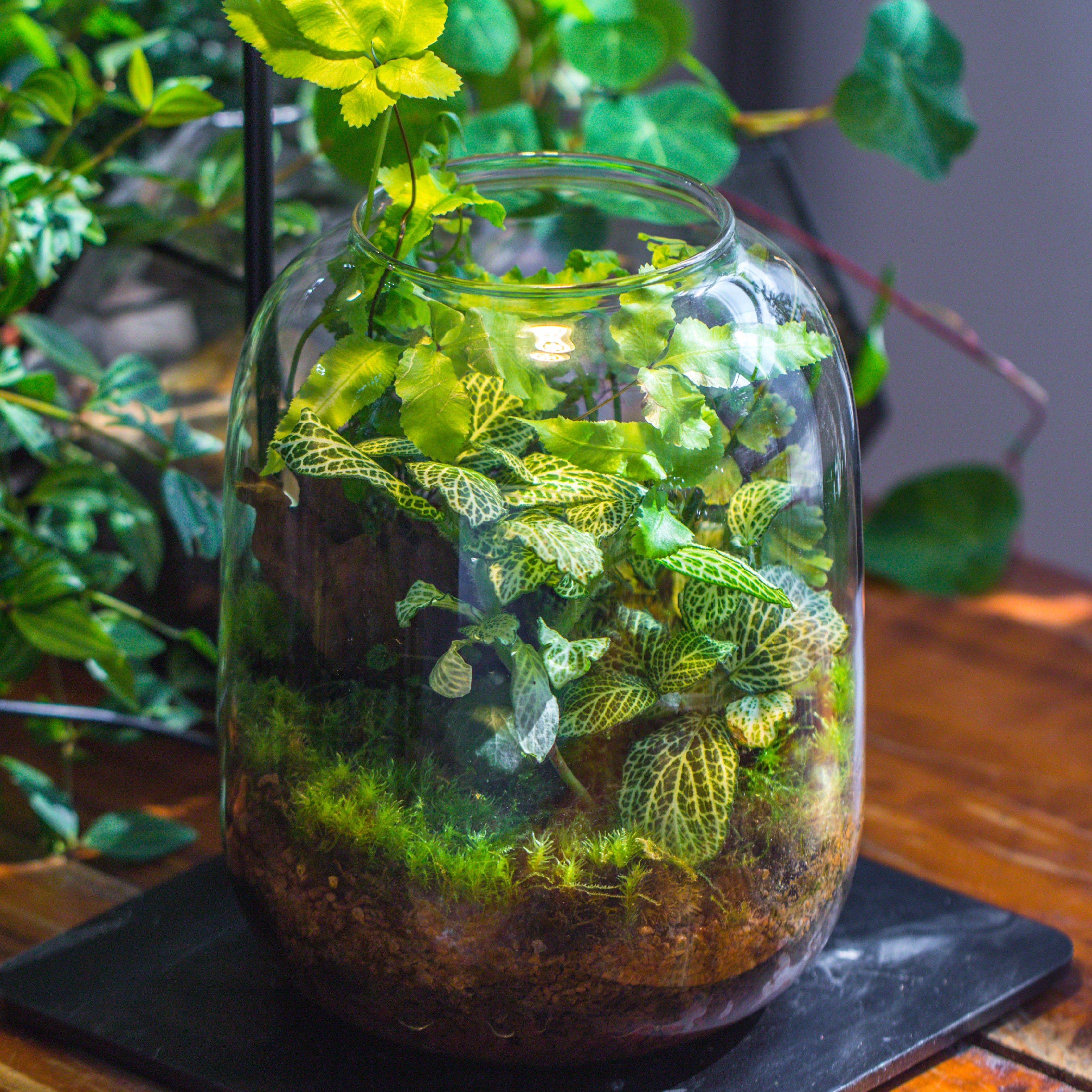 Terrarium Planting Kit Glass Jar and Black LED Grow light lAMP with Base kit, with Planting Material, DIY kit - NCYPgarden