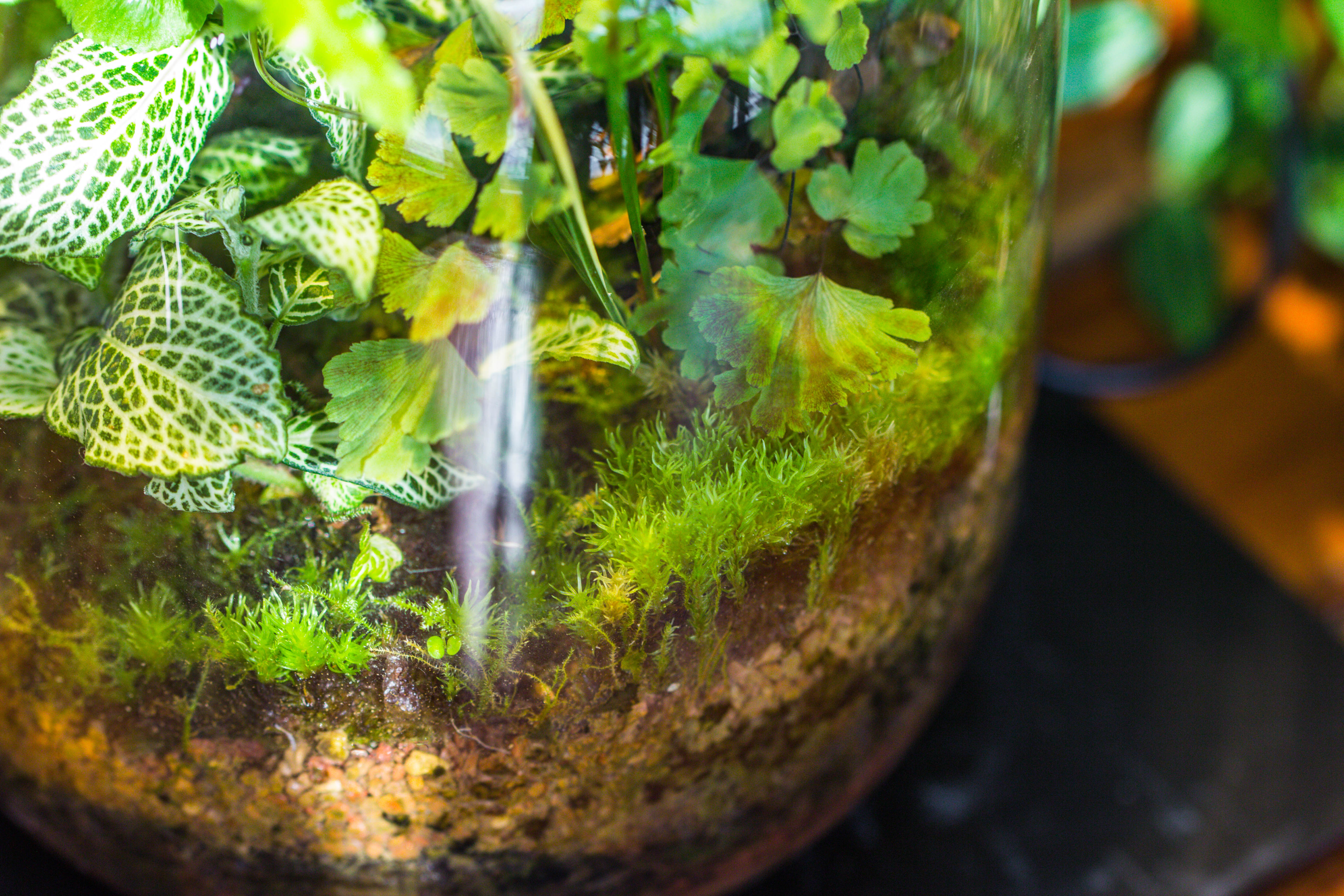 Terrarium Planting Kit Glass Jar and Black LED Grow light lAMP with Base kit, with Planting Material, DIY kit - NCYPgarden