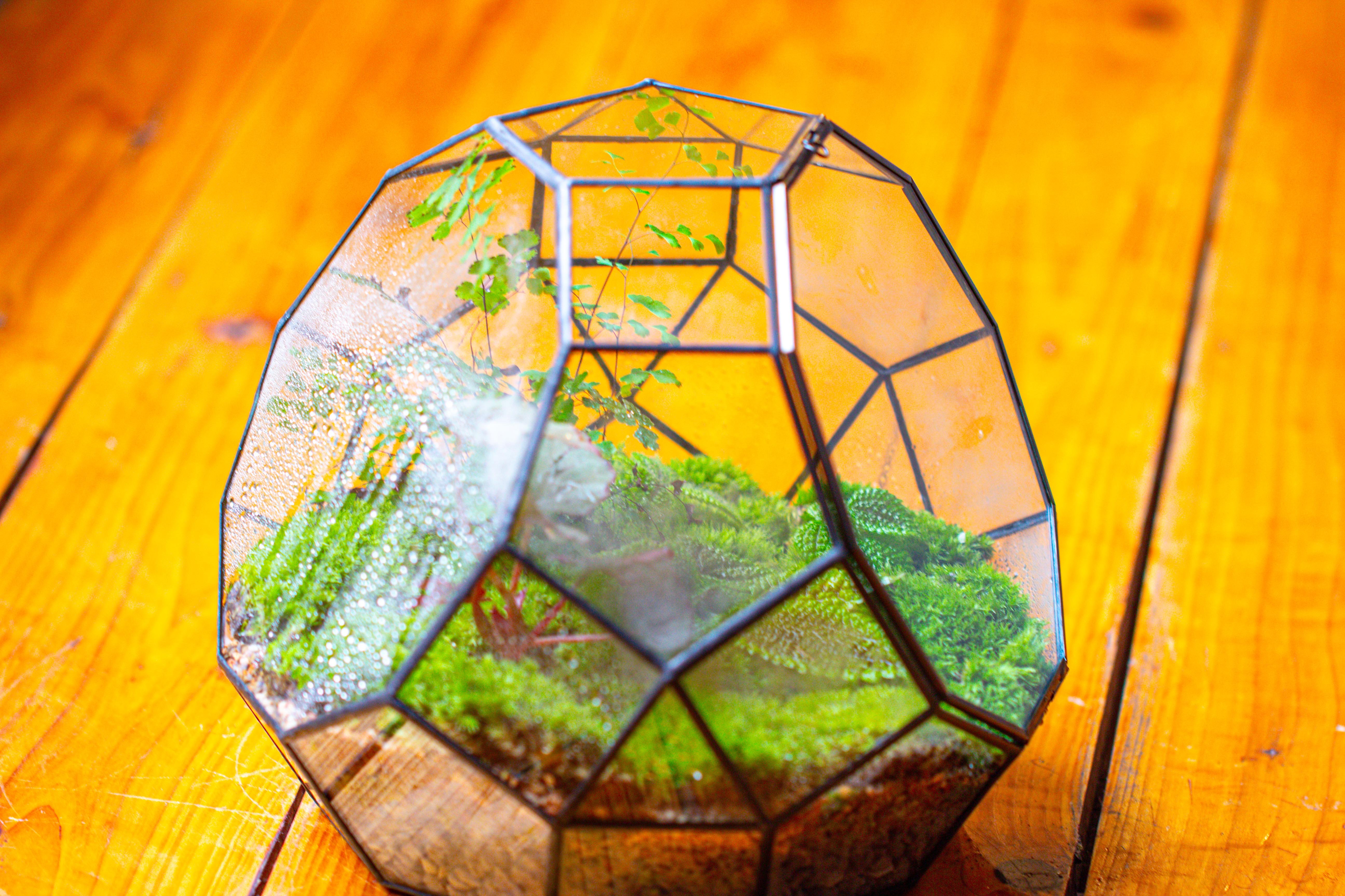 Propagation Station Glass Geometric Moon Terrarium,  Close, with door - NCYPgarden