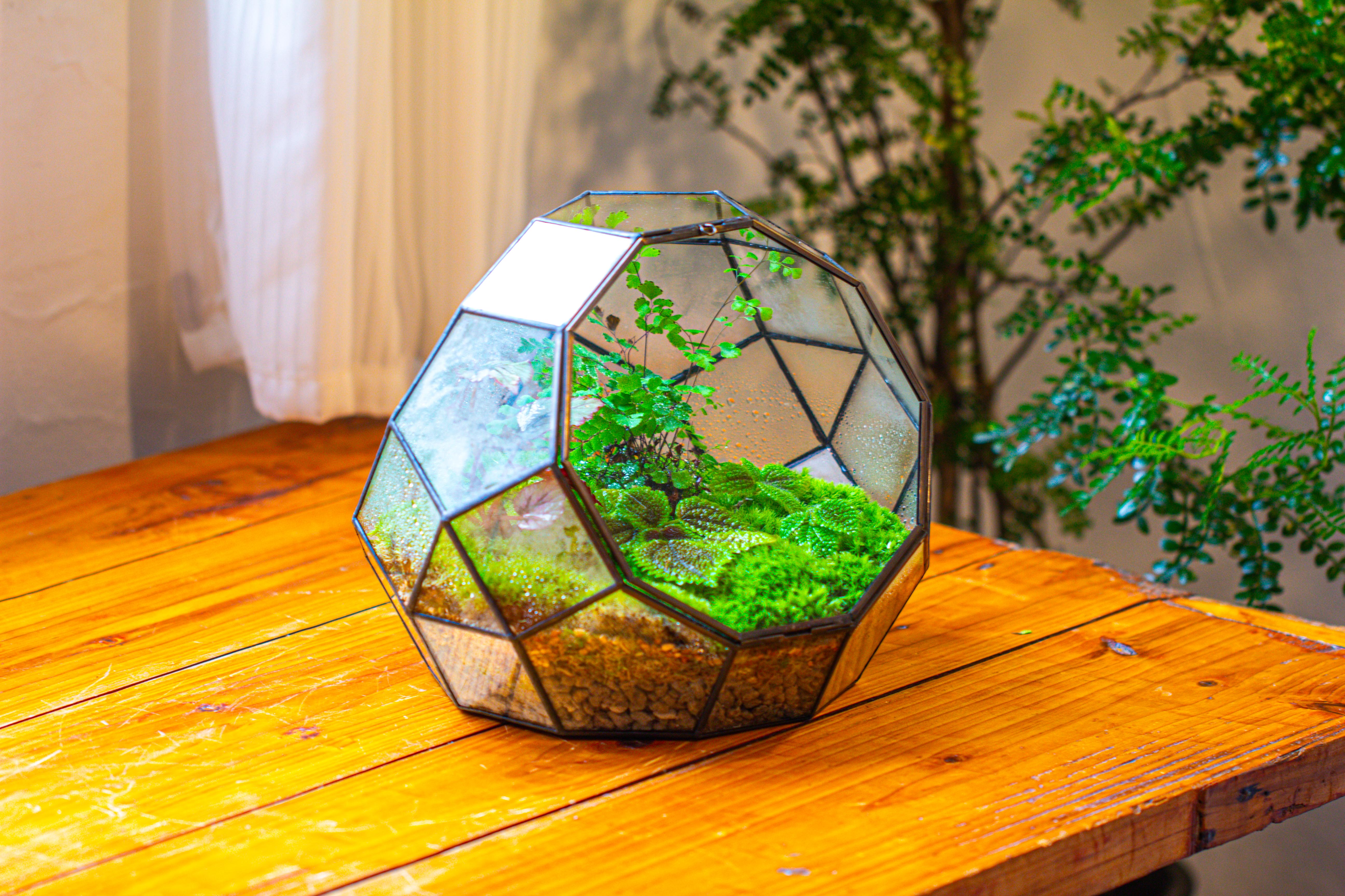 Propagation Station Glass Geometric Moon Terrarium,  Close, with door - NCYPgarden