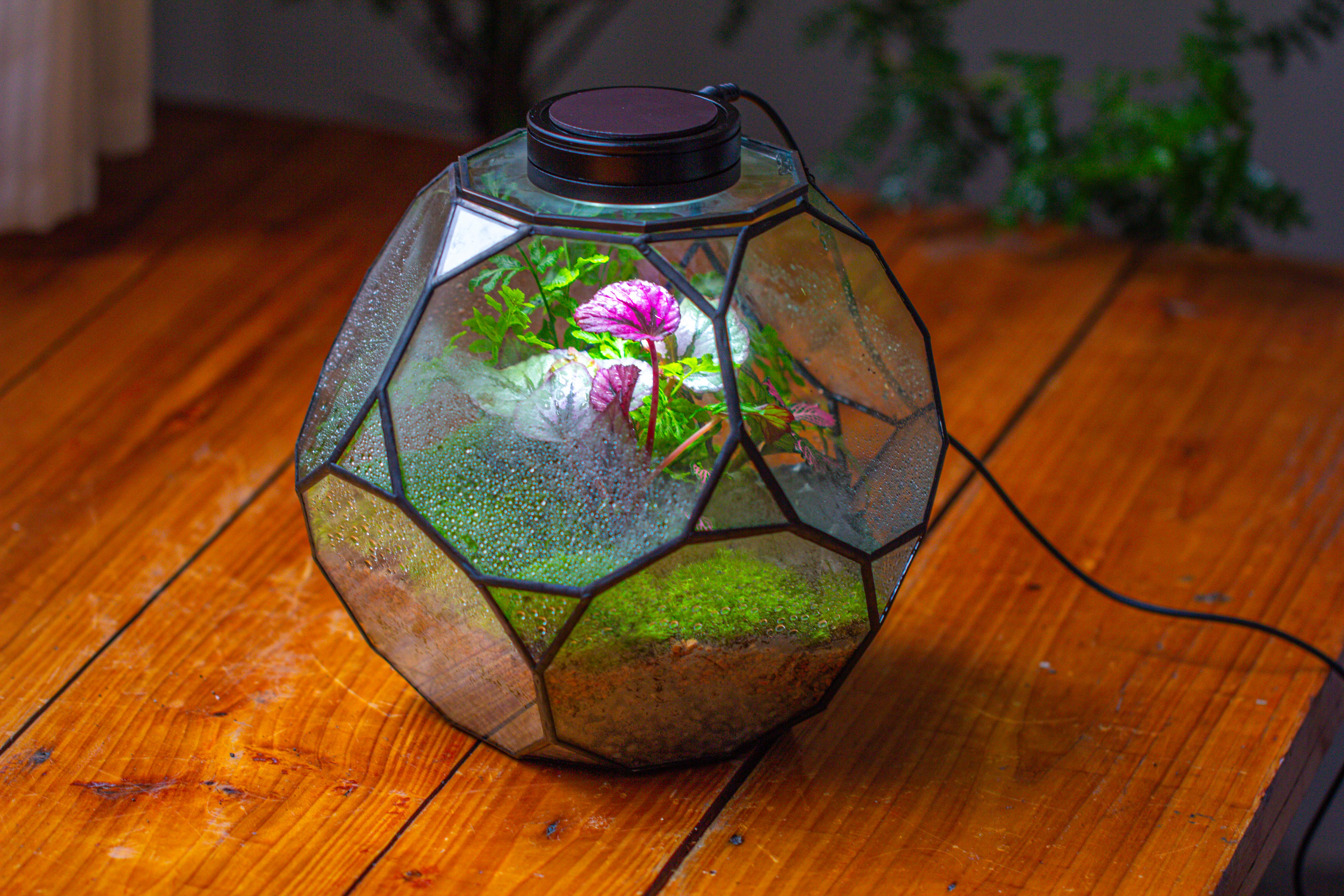 Propagation Station Glass Geometric Terrarium, 32 face , Close, with door, Truncated Dodecahedron - NCYPgarden