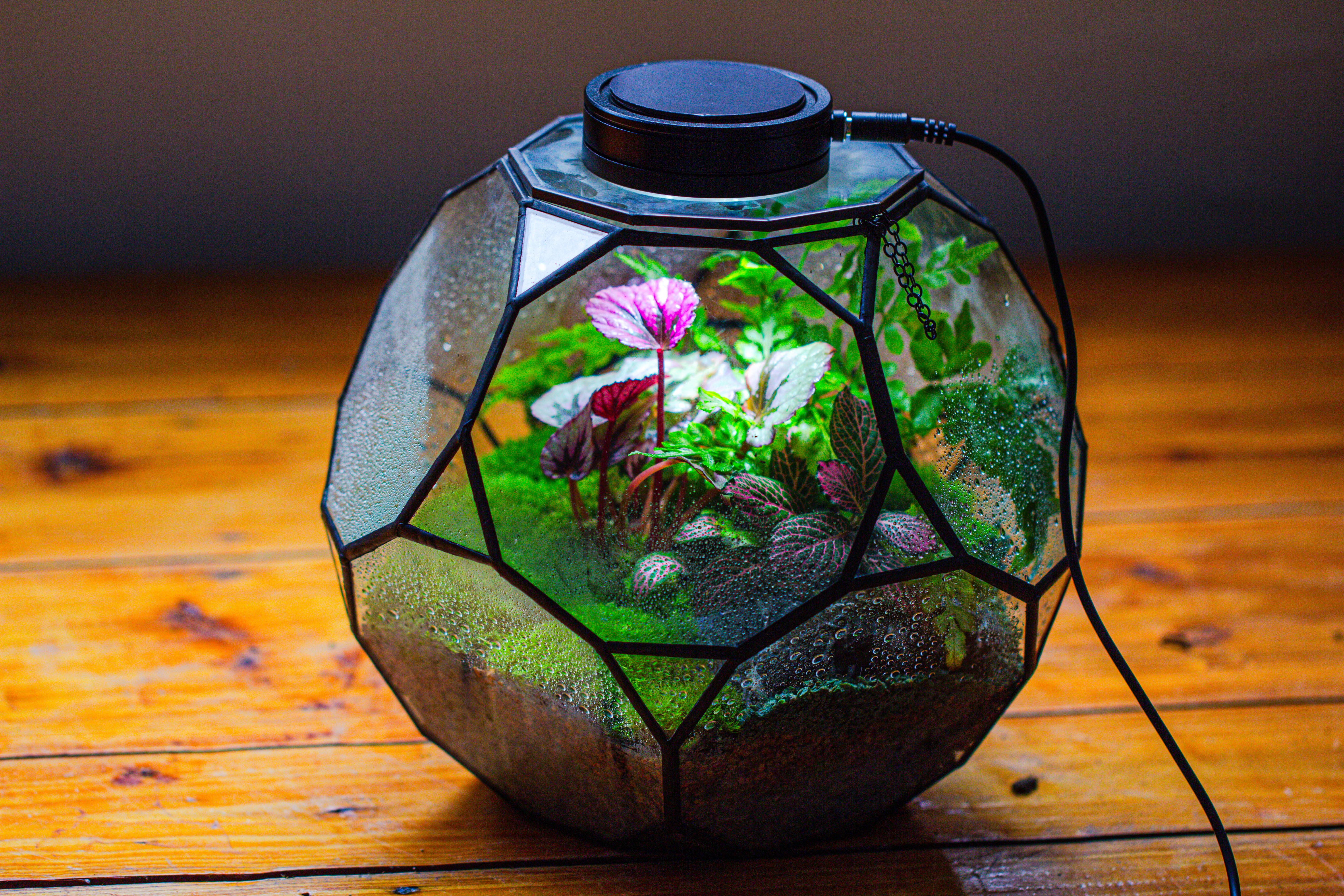Propagation Station Glass Geometric Terrarium, 32 face , Close, with door, Truncated Dodecahedron - NCYPgarden