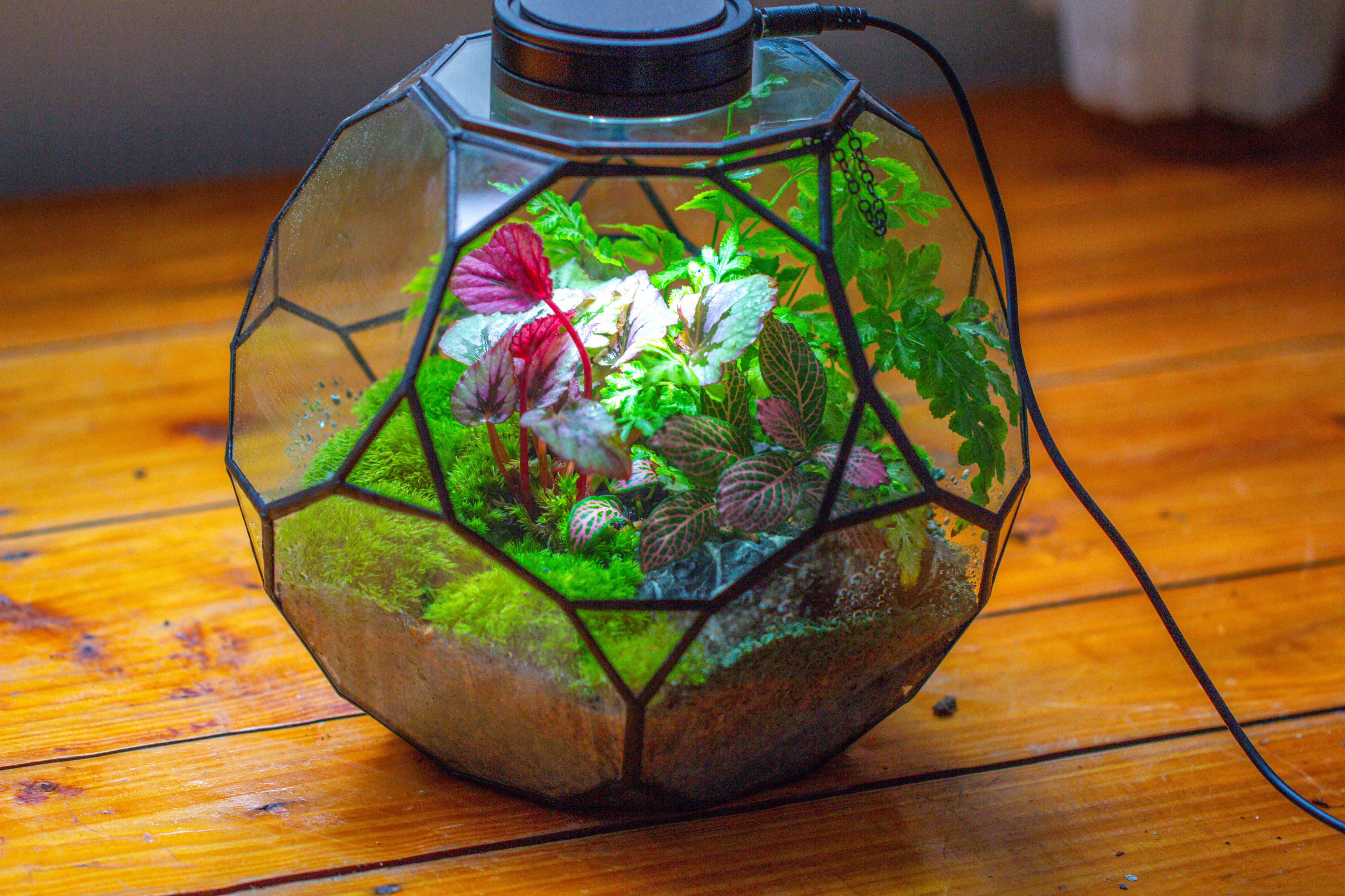 Propagation Station Glass Geometric Terrarium, 32 face , Close, with door, Truncated Dodecahedron - NCYPgarden