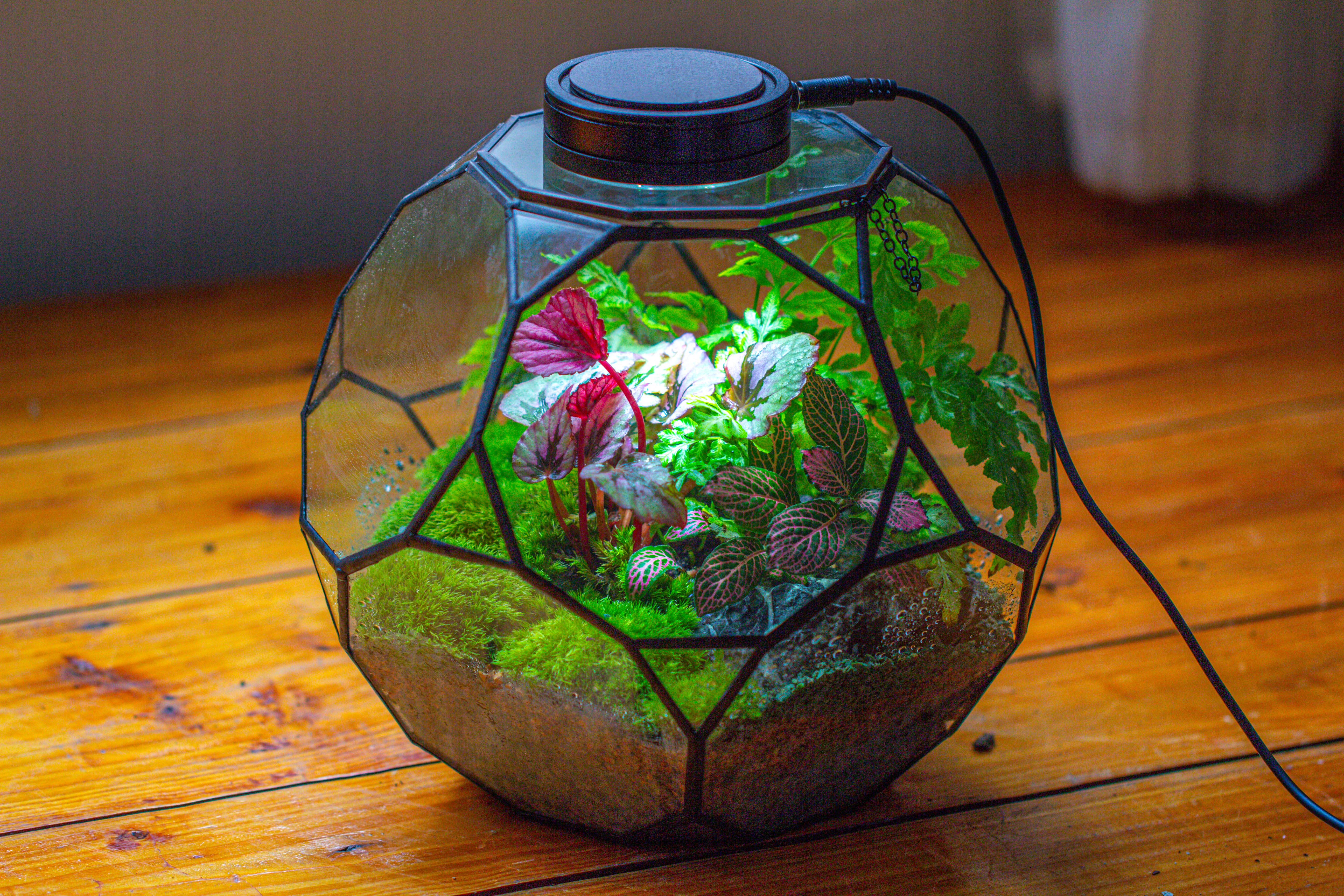 Propagation Station Glass Geometric Terrarium, 32 face , Close, with door, Truncated Dodecahedron - NCYPgarden